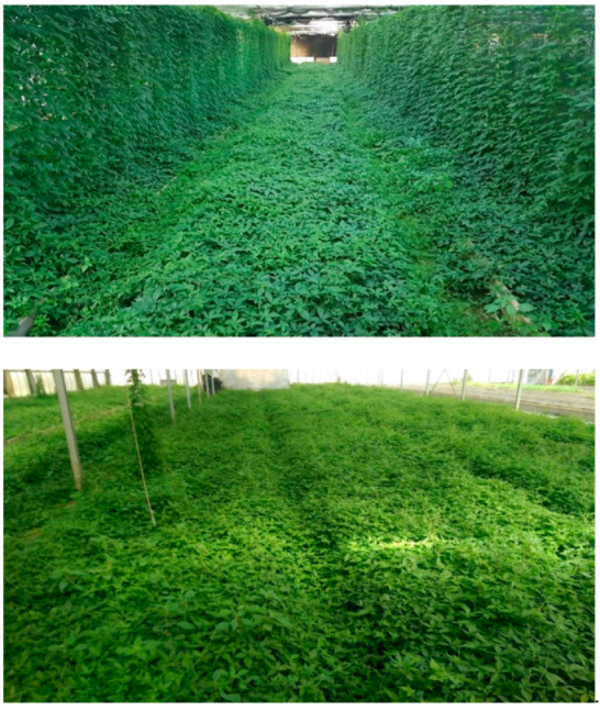 Molecules 26 00570 g001 Molecules 26 00570 g001