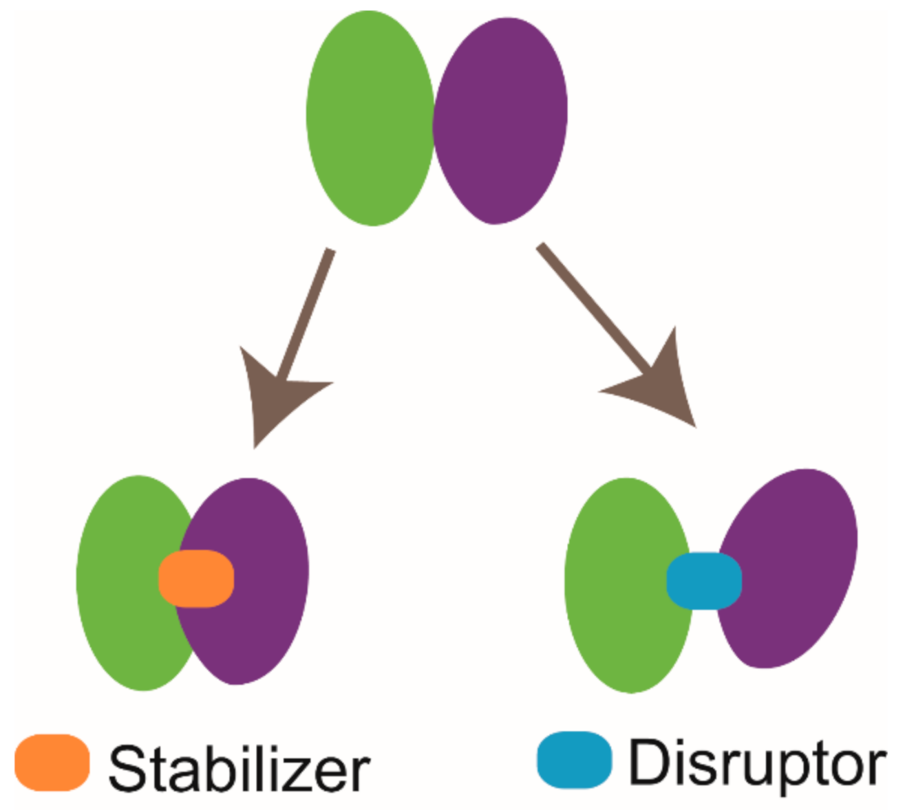 Molecules 26 00576 g006 Molecules 26 00576 g006