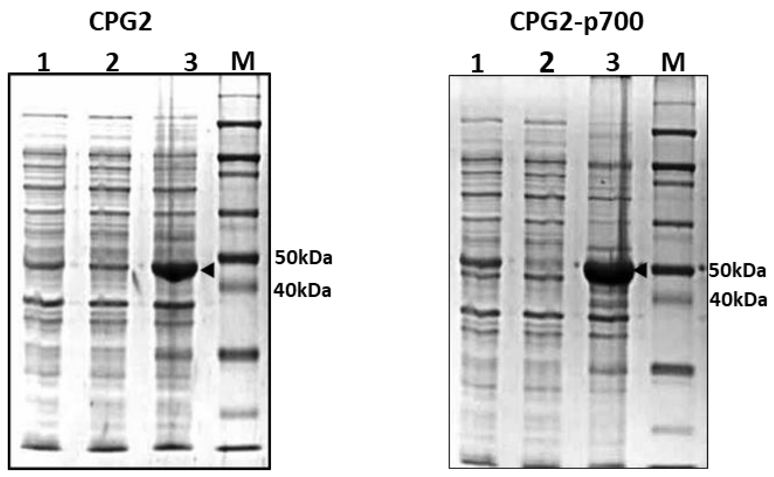 Molecules 26 00625 g001
