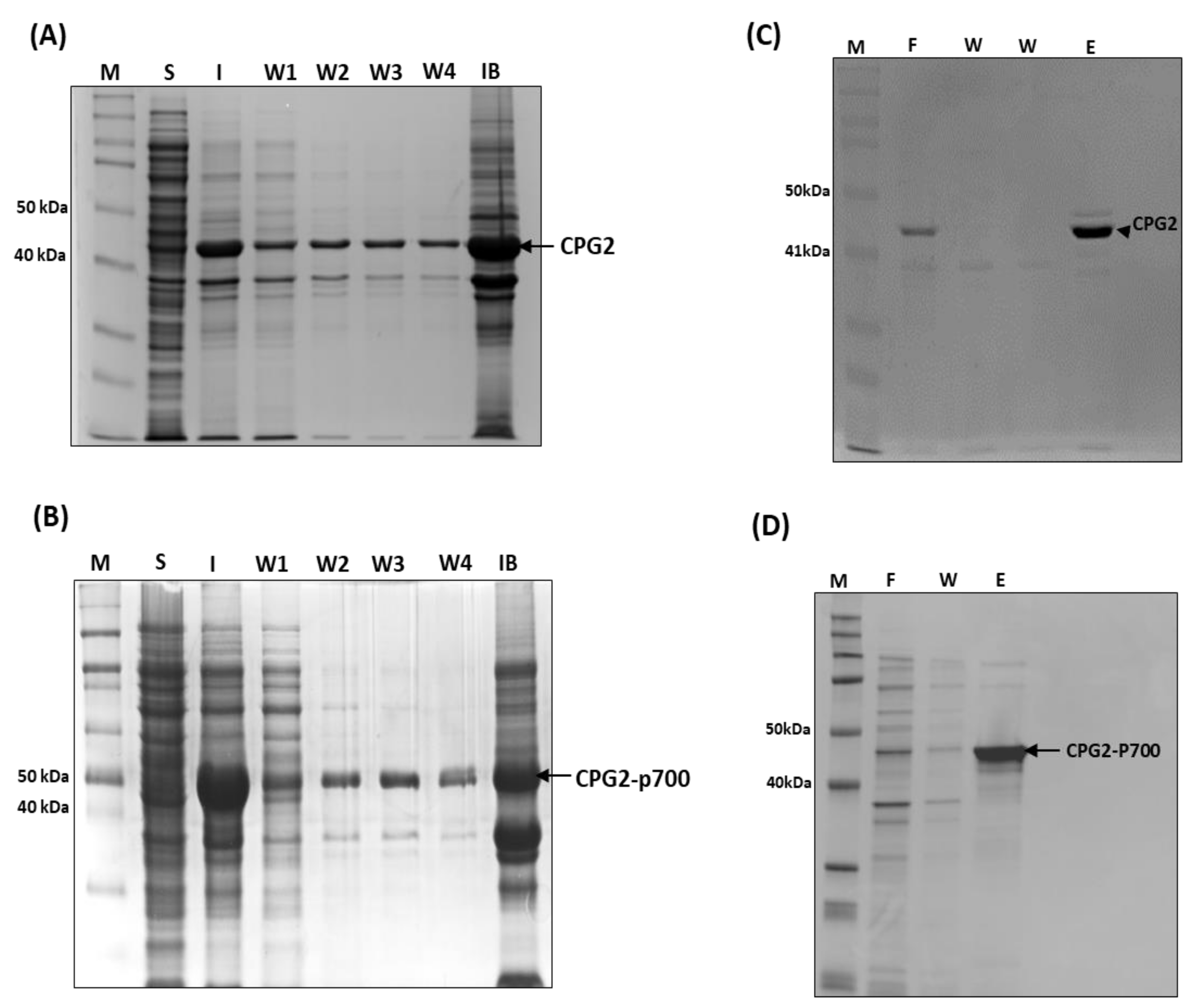 Molecules 26 00625 g003