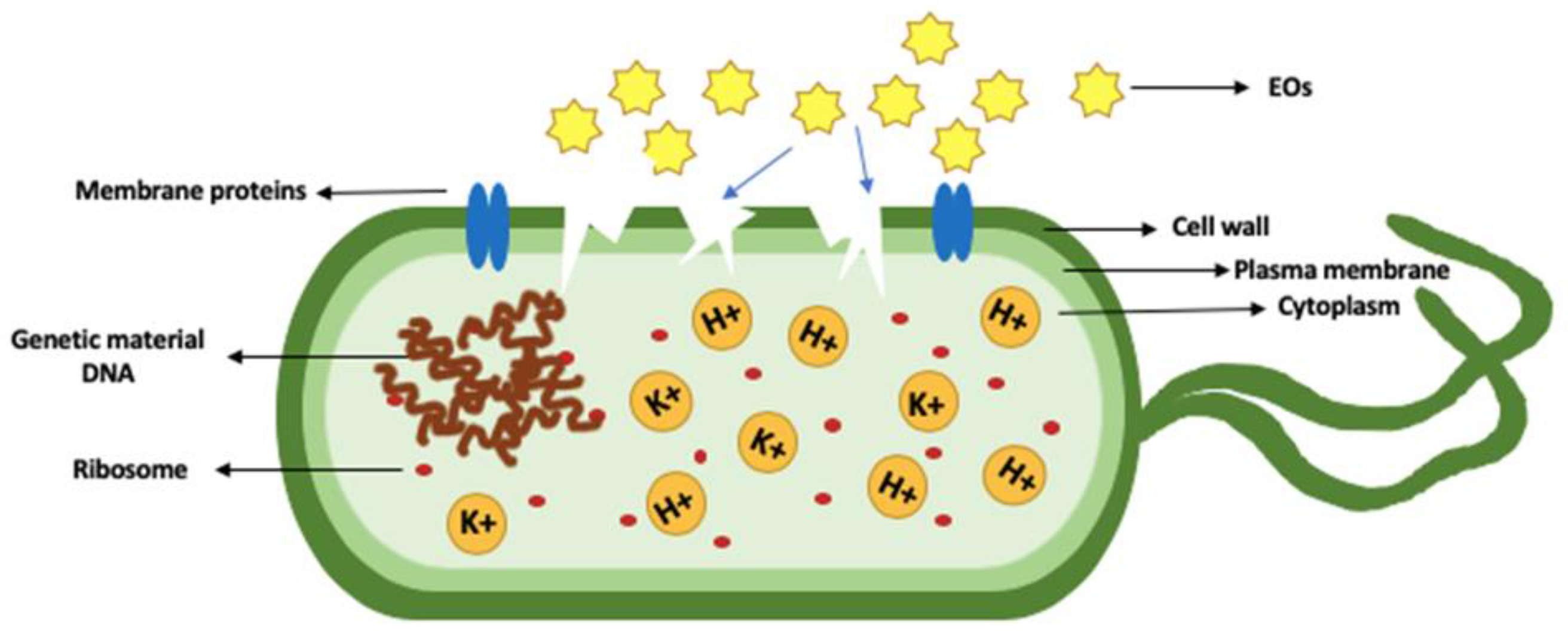 Antibacterial activity and antibiotic-modifying action of carvacrol against  multidrug-resistant bacteria - ScienceDirect