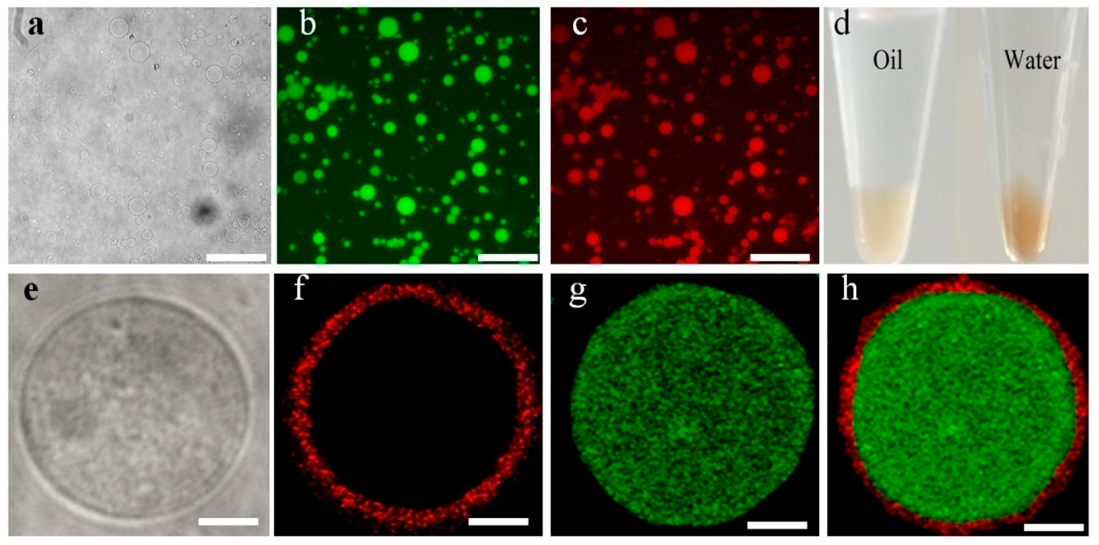 Molecules 26 00633 g003 550