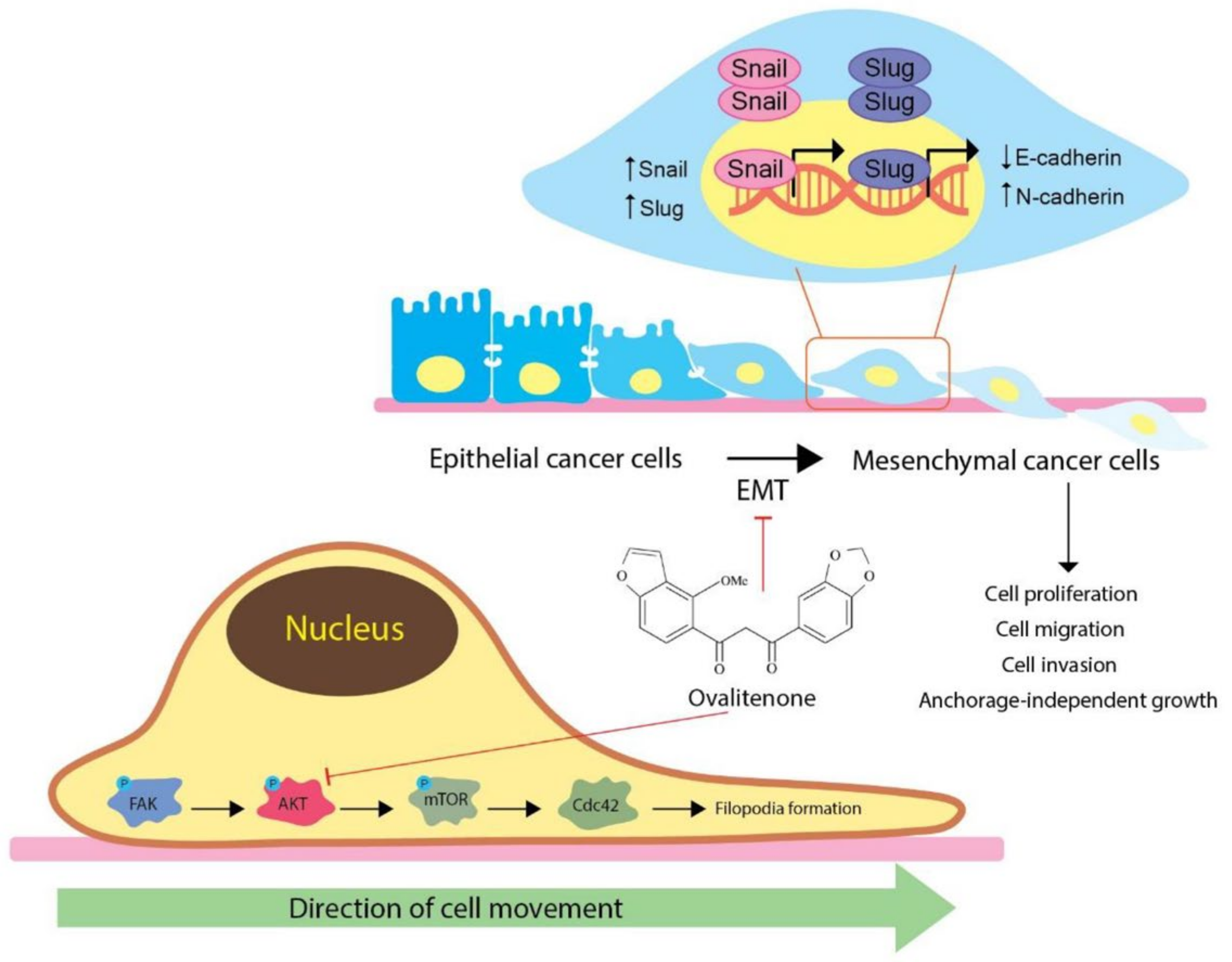 Molecules 26 00638 g007