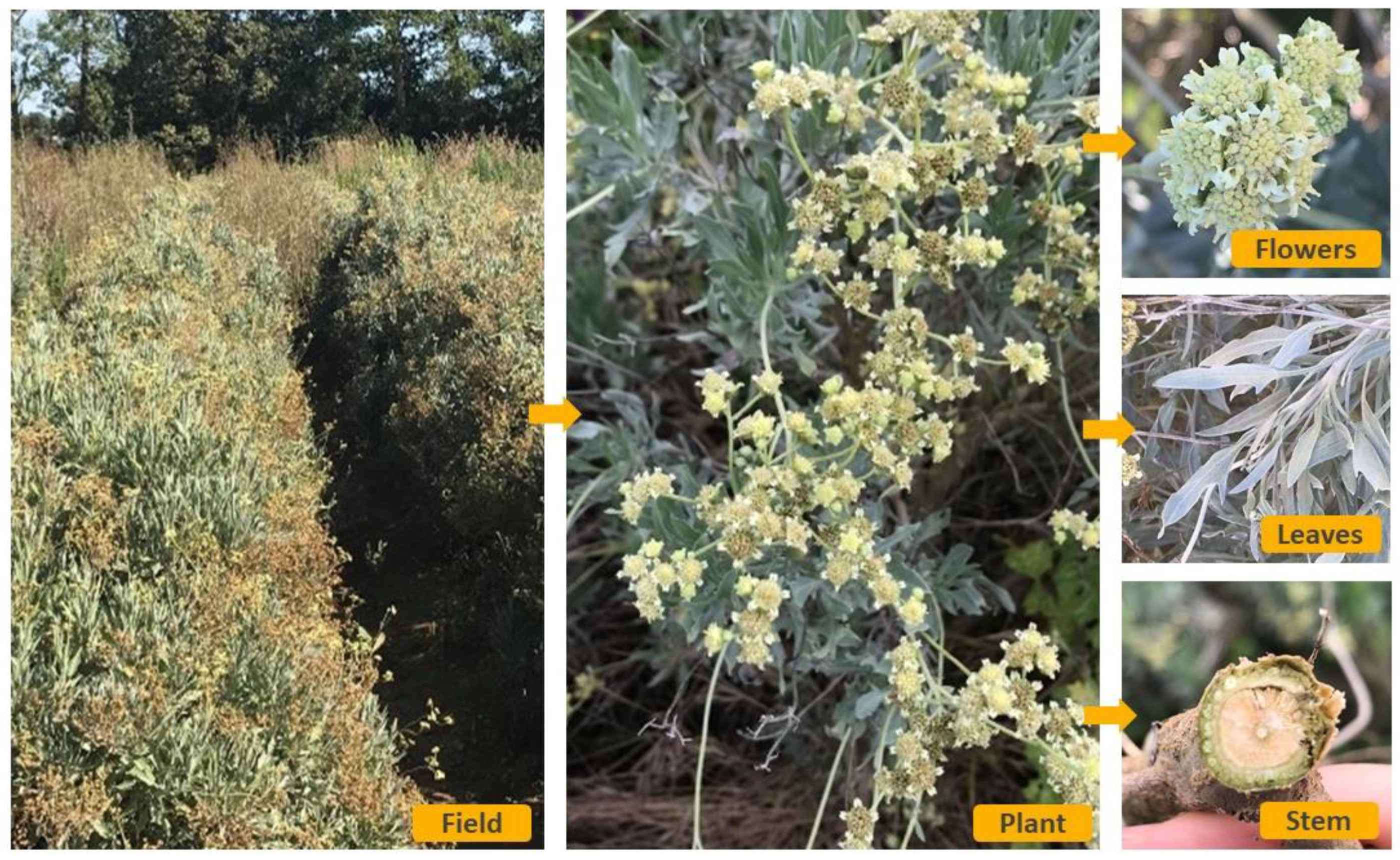 Molecules 26 00664 g003 Molecules 26 00664 g003