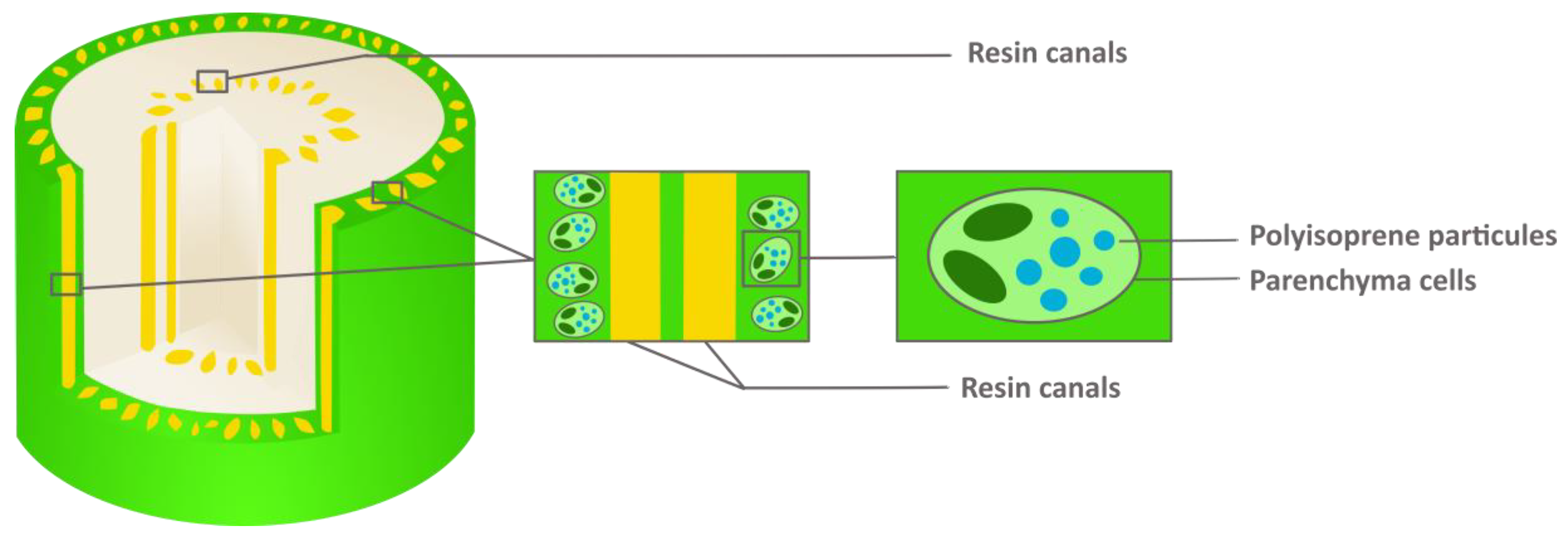 Molecules 26 00664 g004 Molecules 26 00664 g004