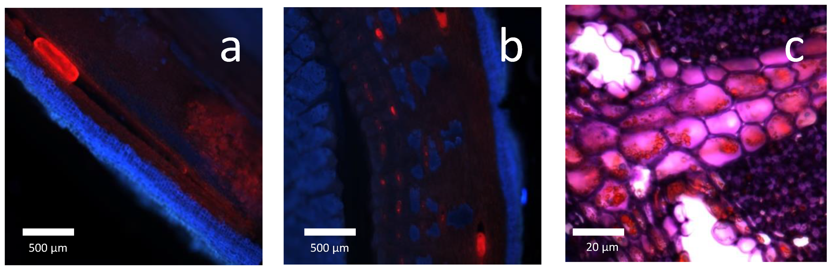 Molecules 26 00664 g005 Molecules 26 00664 g005