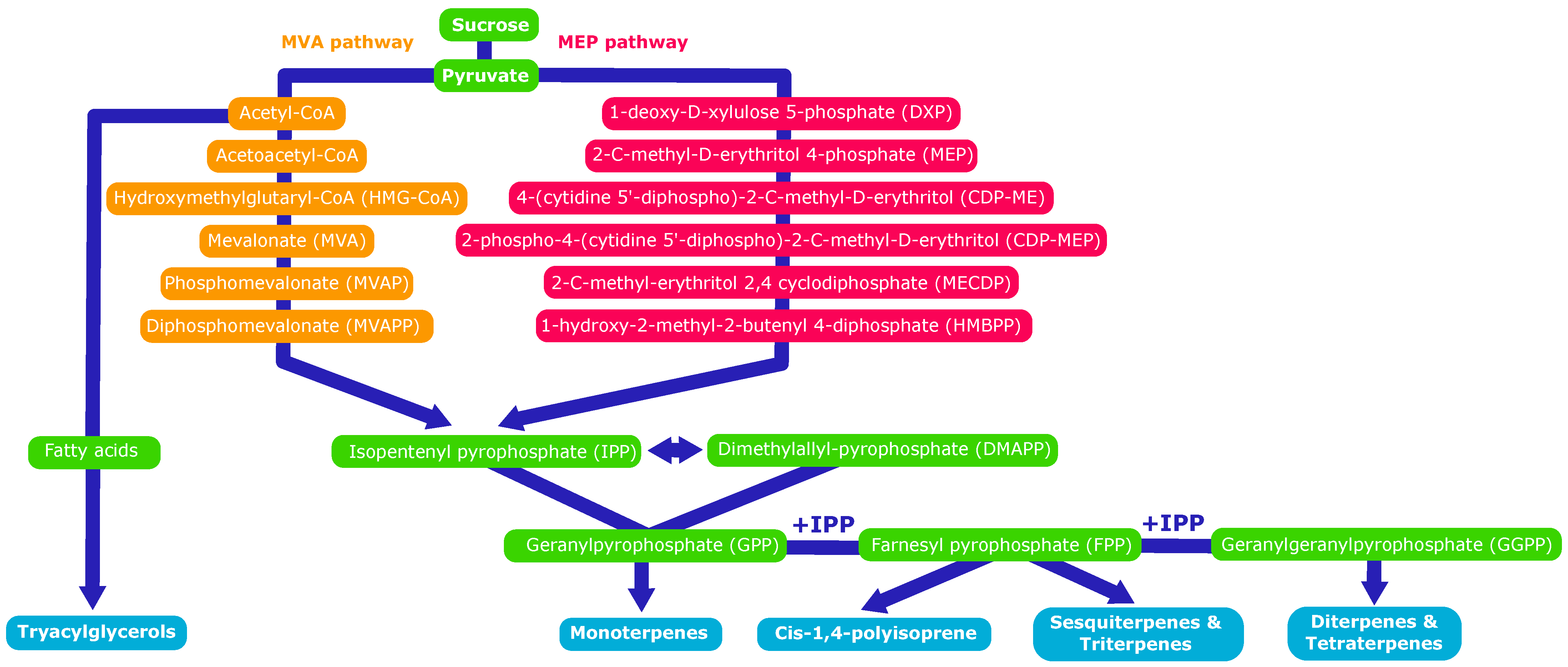Molecules 26 00664 g006 Molecules 26 00664 g006