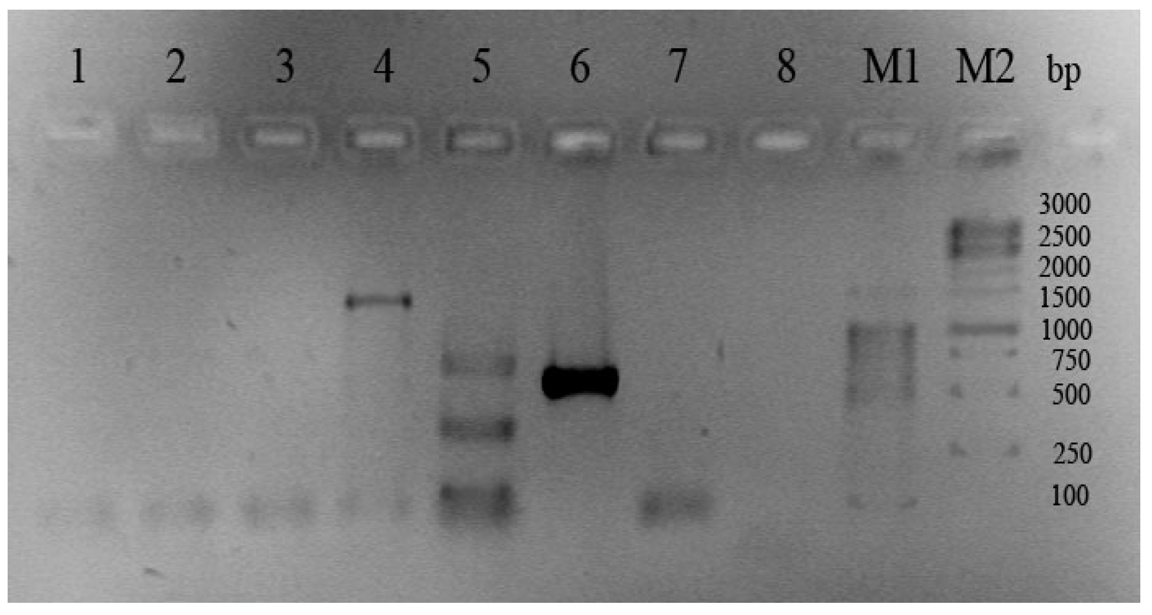Molecules 26 00690 g002