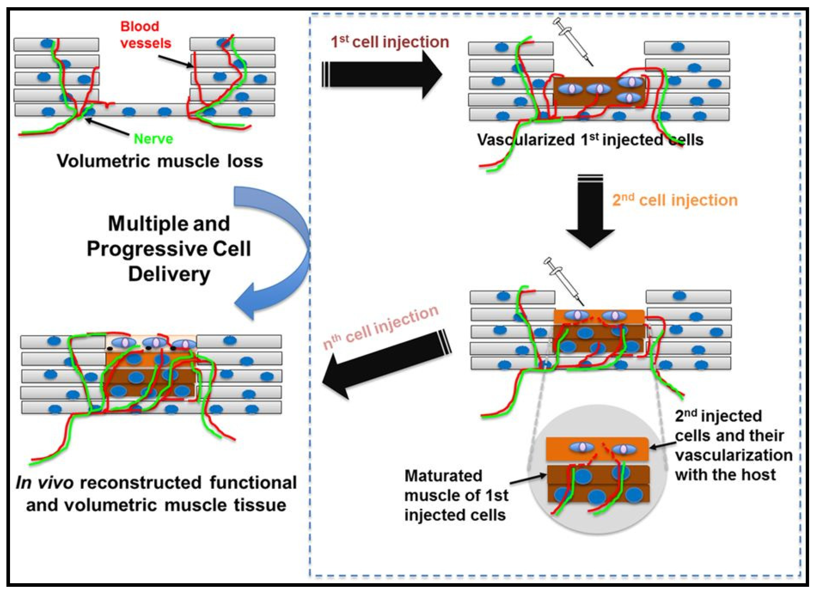 Molecules Free Full Text Recent Advances In Scaffolding From Natural Based Polymers For Volumetric Muscle Injury Html