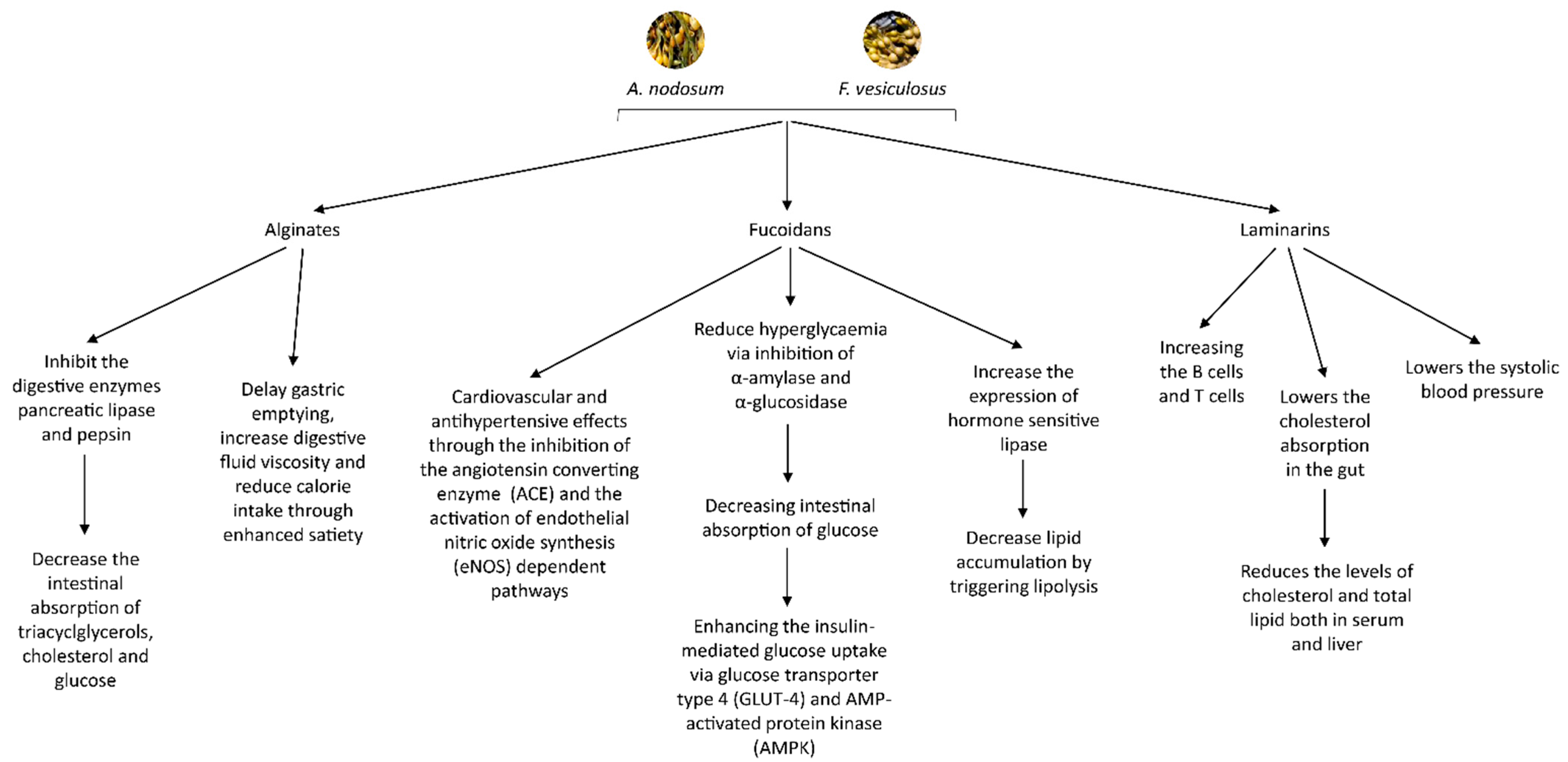 Molecules 26 00714 g001 Molecules 26 00714 g001