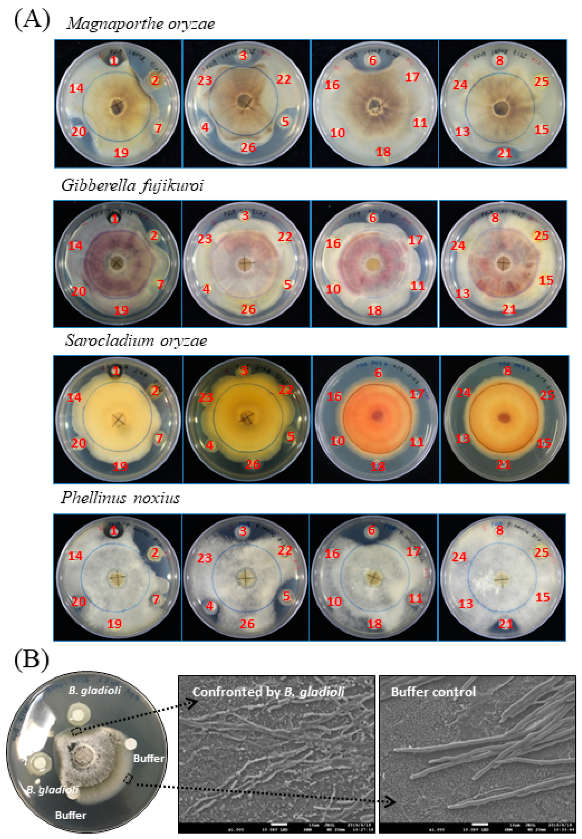 Molecules Free FullText Fungicidal Activity of Volatile Organic