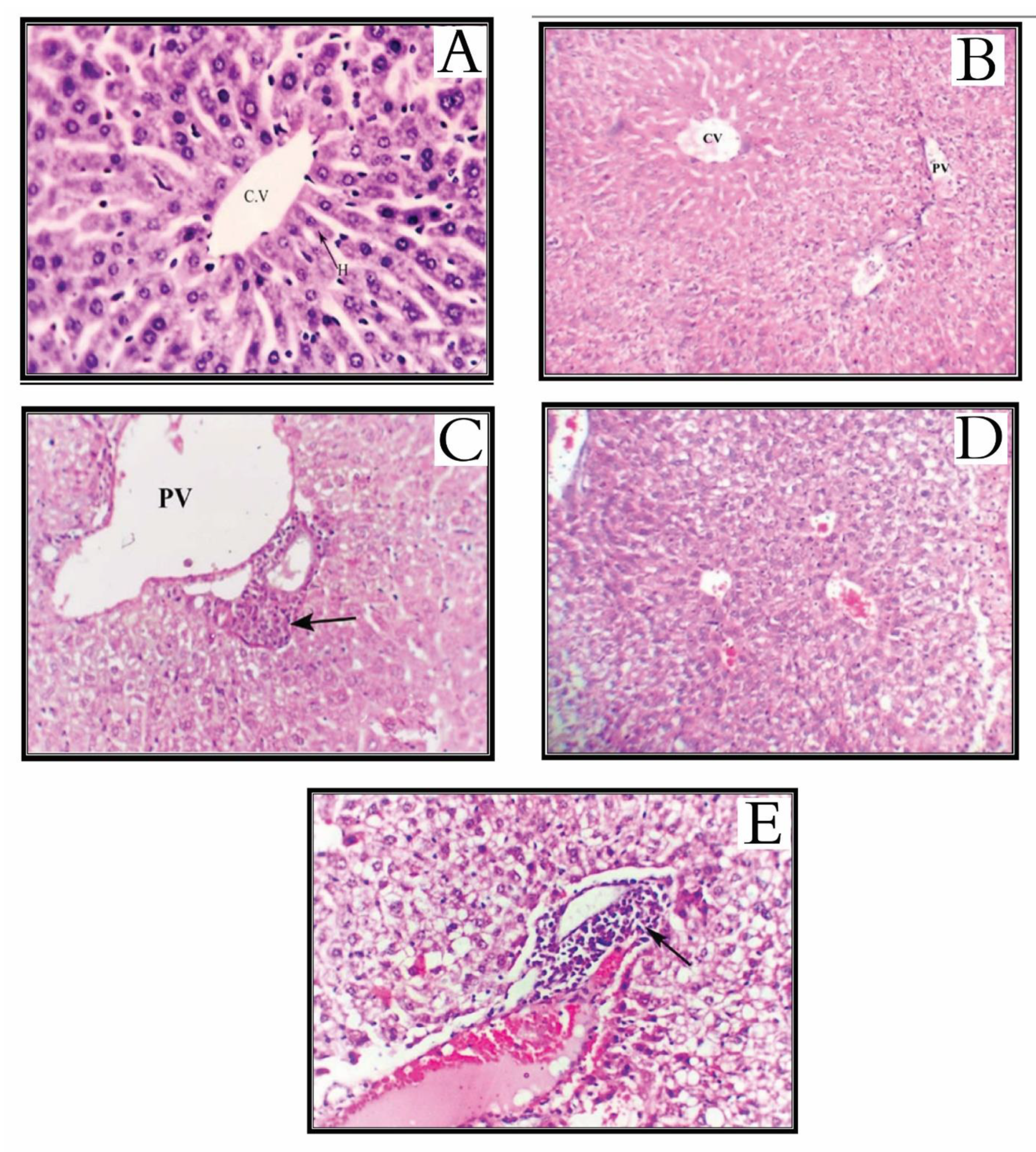 Molecules 26 00754 g005 Molecules 26 00754 g005