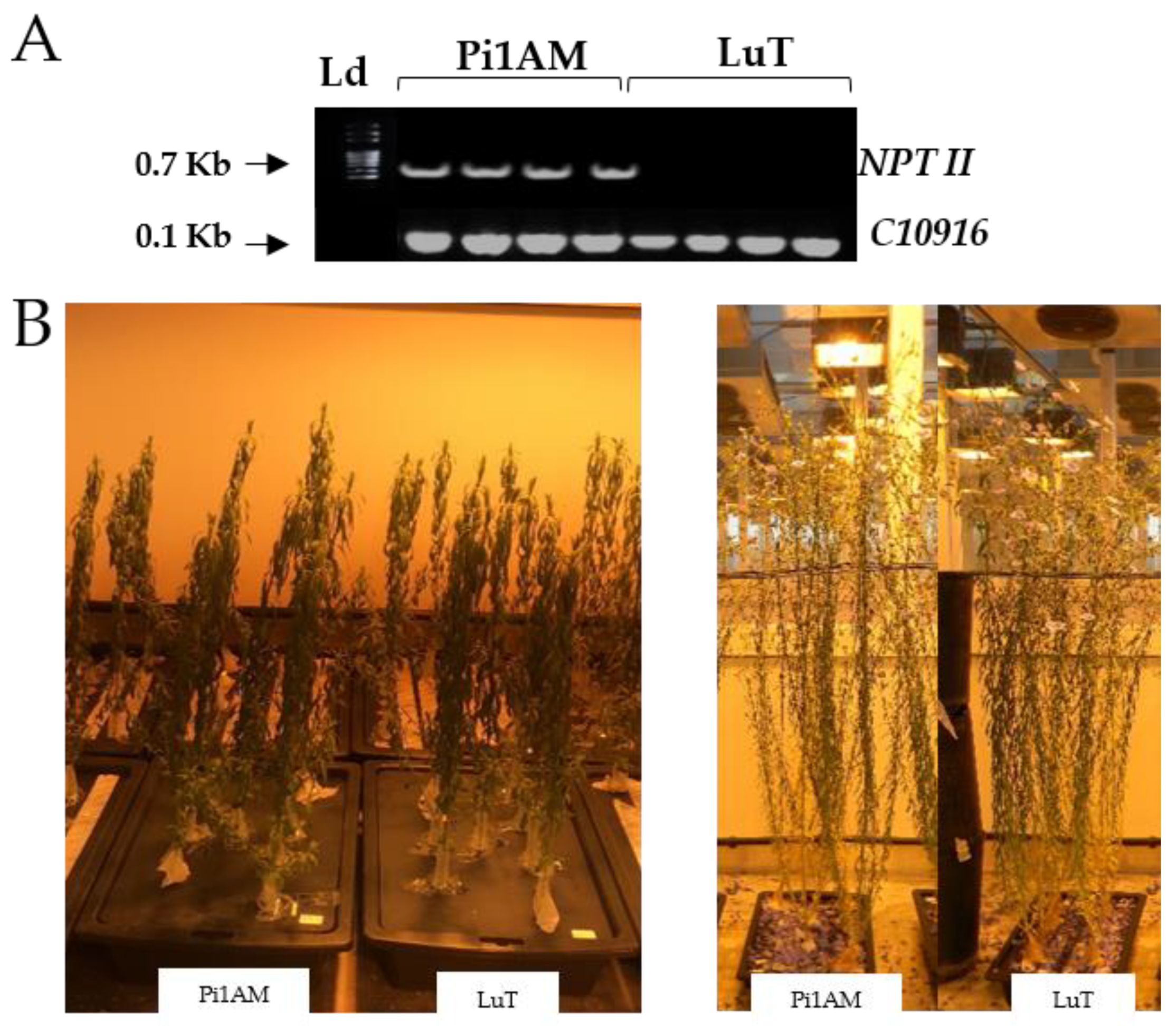 Molecules 26 00767 g001 Molecules 26 00767 g001