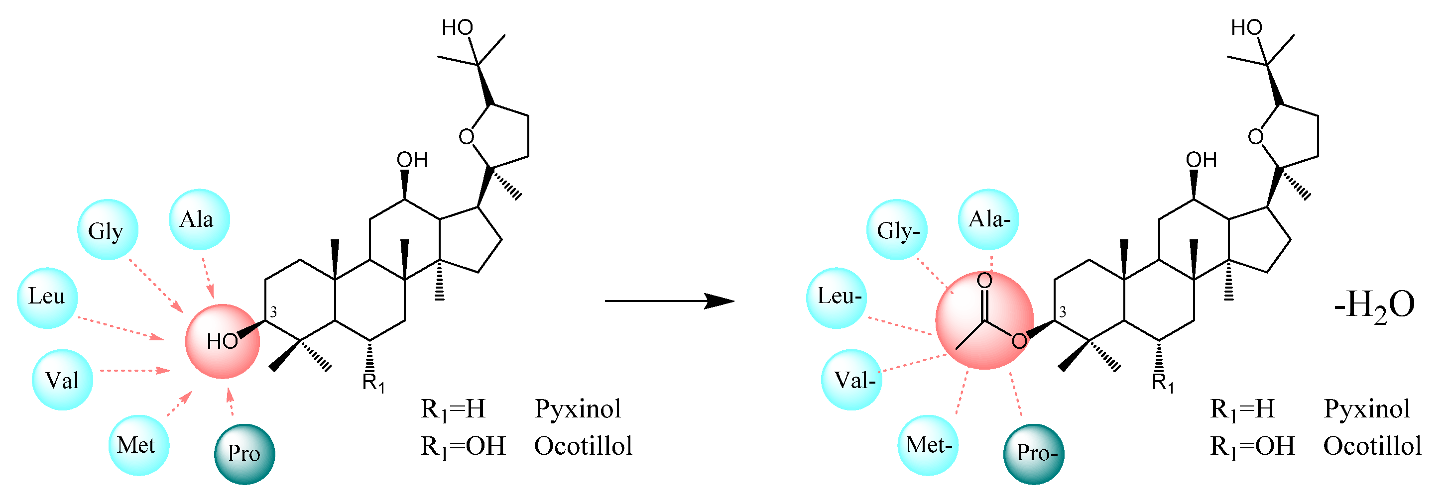 Siberian mouse $ pic nude Synthesis and Anti-Hepatocarcinoma Effect of Amino Acid Derivatives of  Pyxinol and Ocotillol