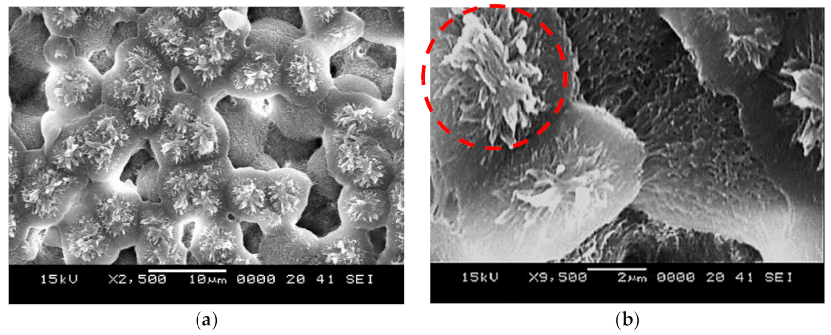 Molecules 26 00789 g001