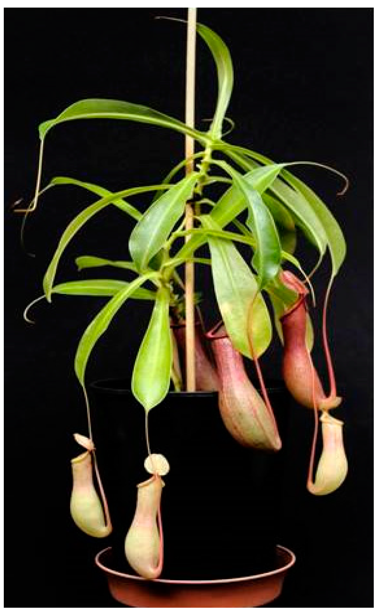 Molecules 26 00825 g001