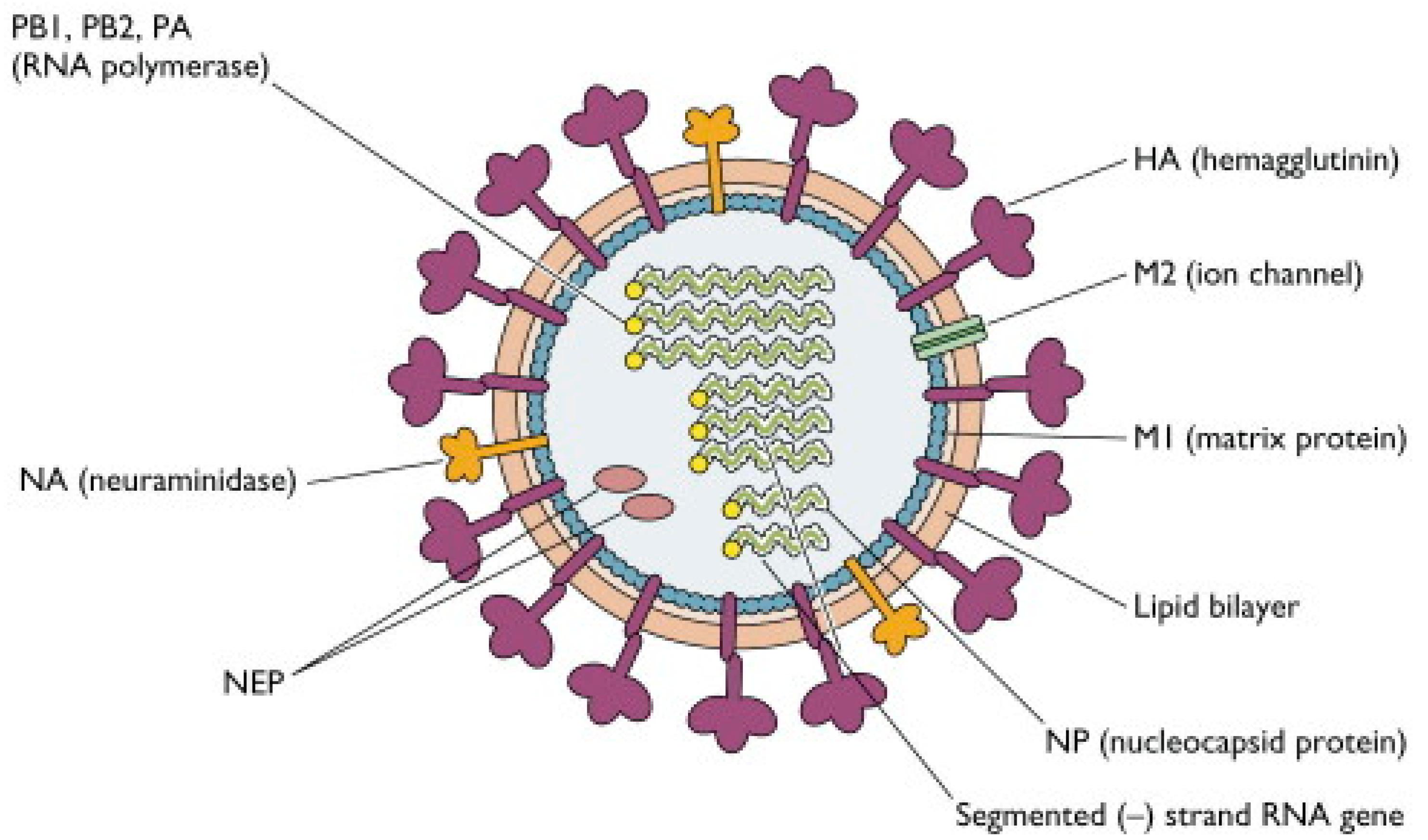 H 1 19. Схема строения вируса гриппа. Строение вириона вируса гриппа. Структура вируса гриппа микробиология. Схема вириона вируса гриппа.