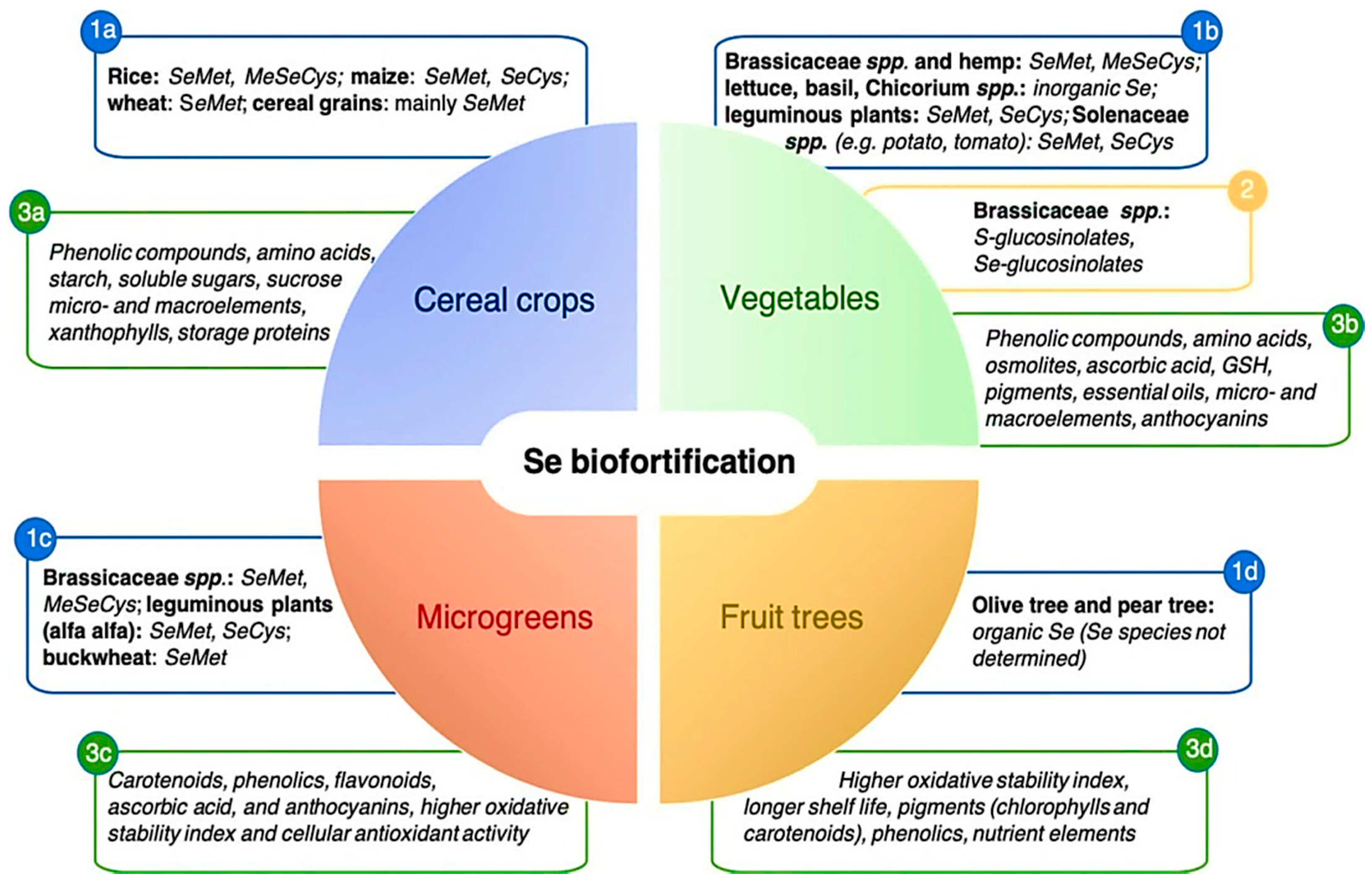molecules free full text selenium biofortification roles mechanisms responses and prospects html