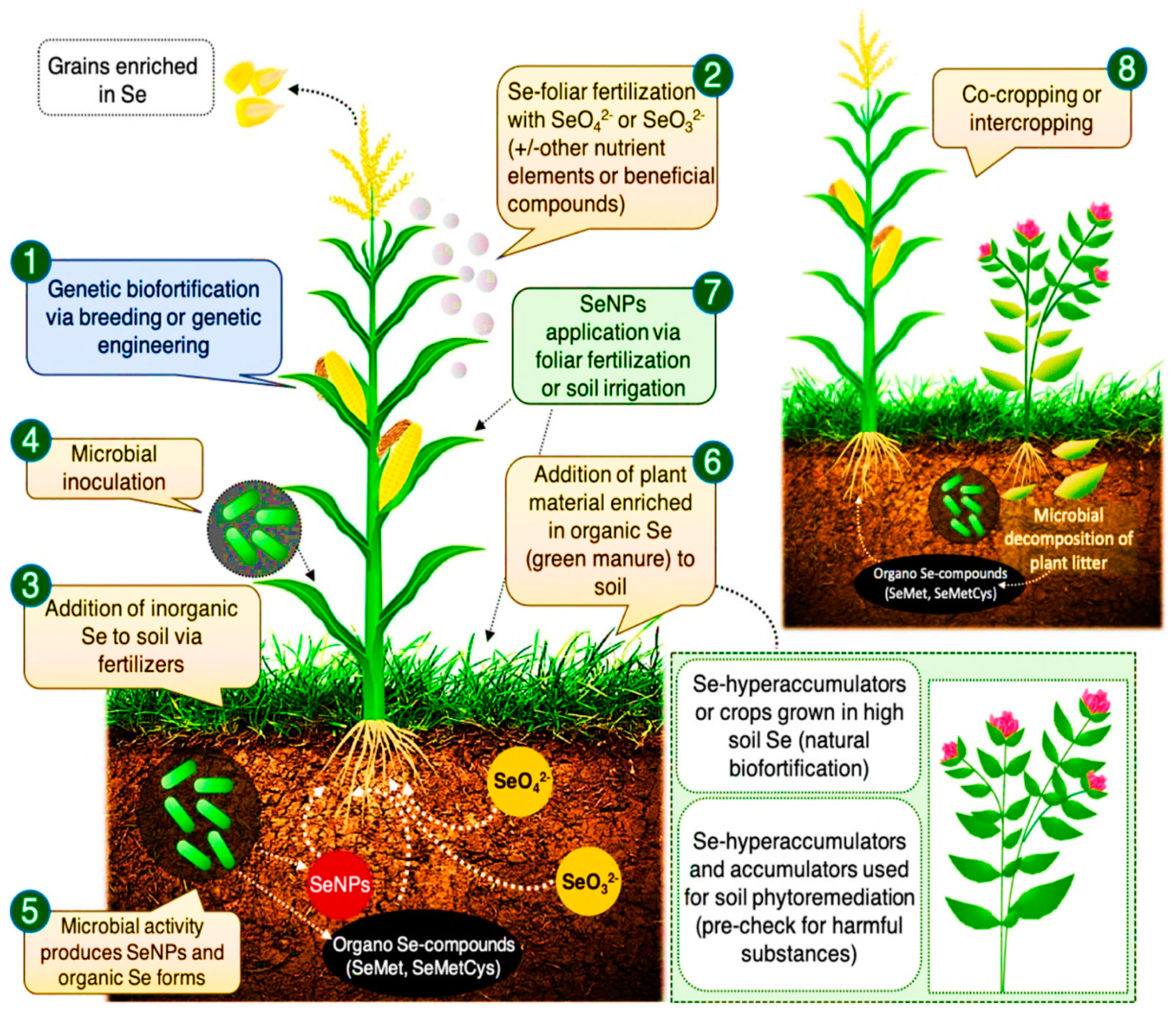 molecules free full text selenium biofortification roles mechanisms responses and prospects html