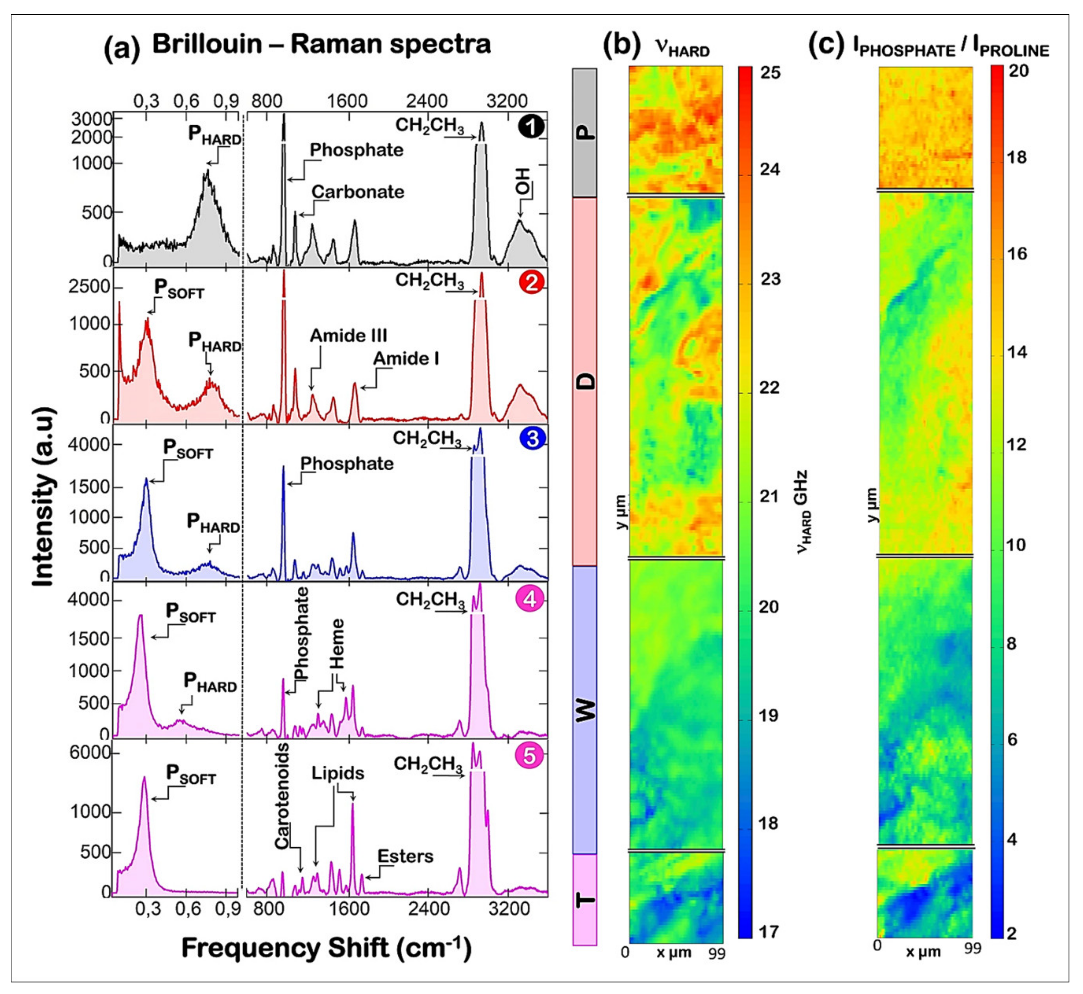 Molecules 26 00922 g009 Molecules 26 00922 g009
