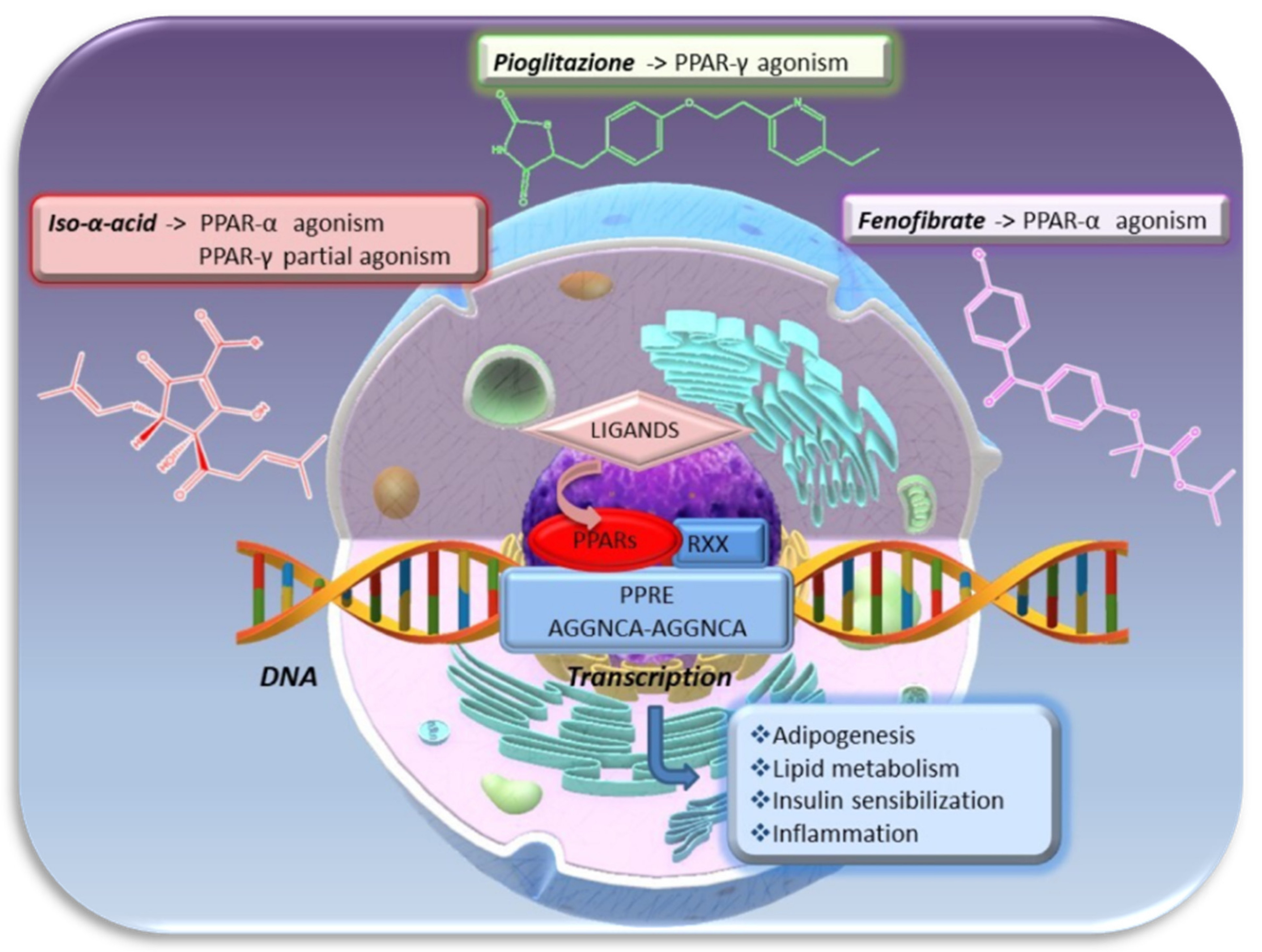 Molecules 26 00954 g007 Molecules 26 00954 g007