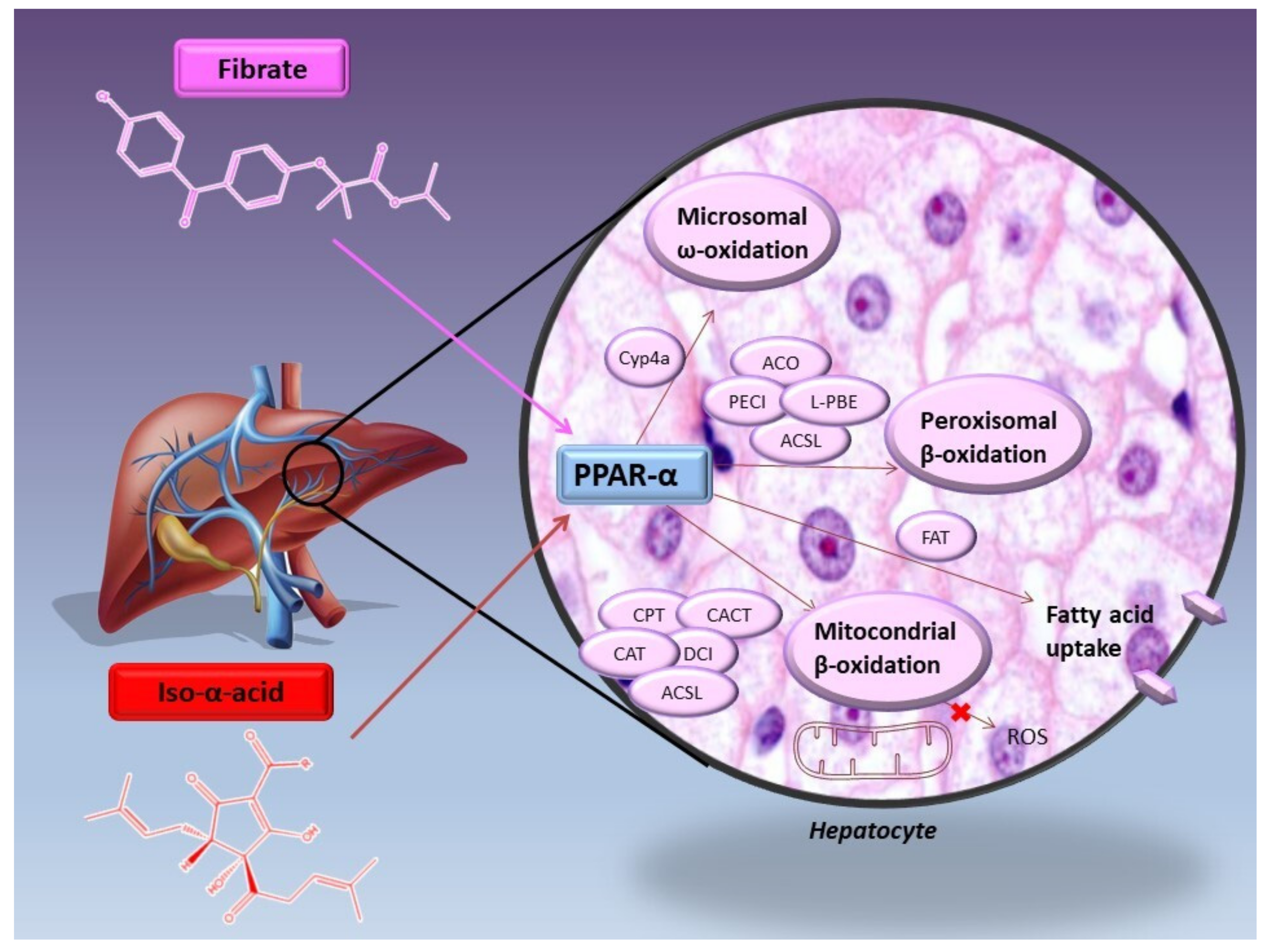 Molecules 26 00954 g008 Molecules 26 00954 g008