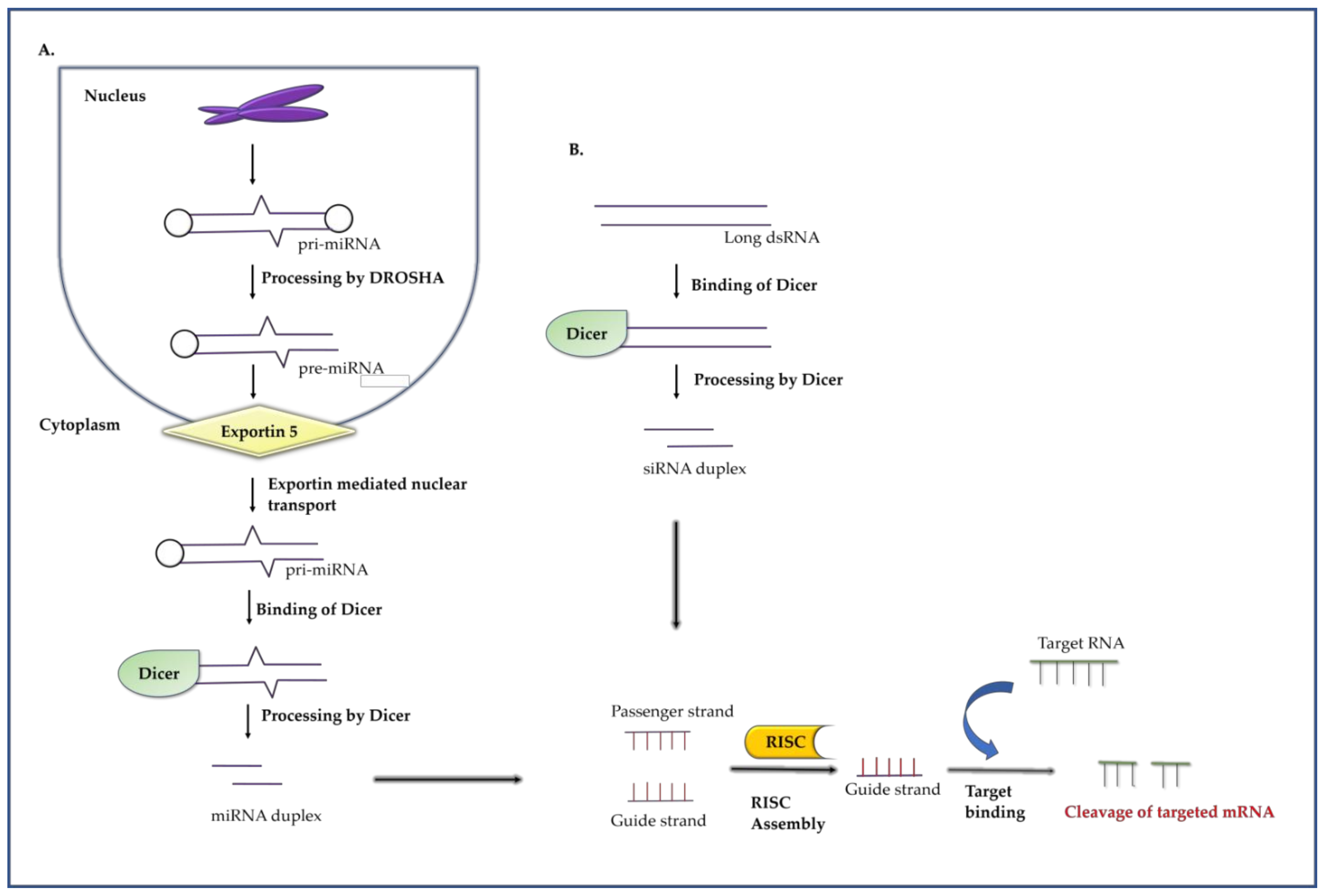 Molecules 26 00956 g004