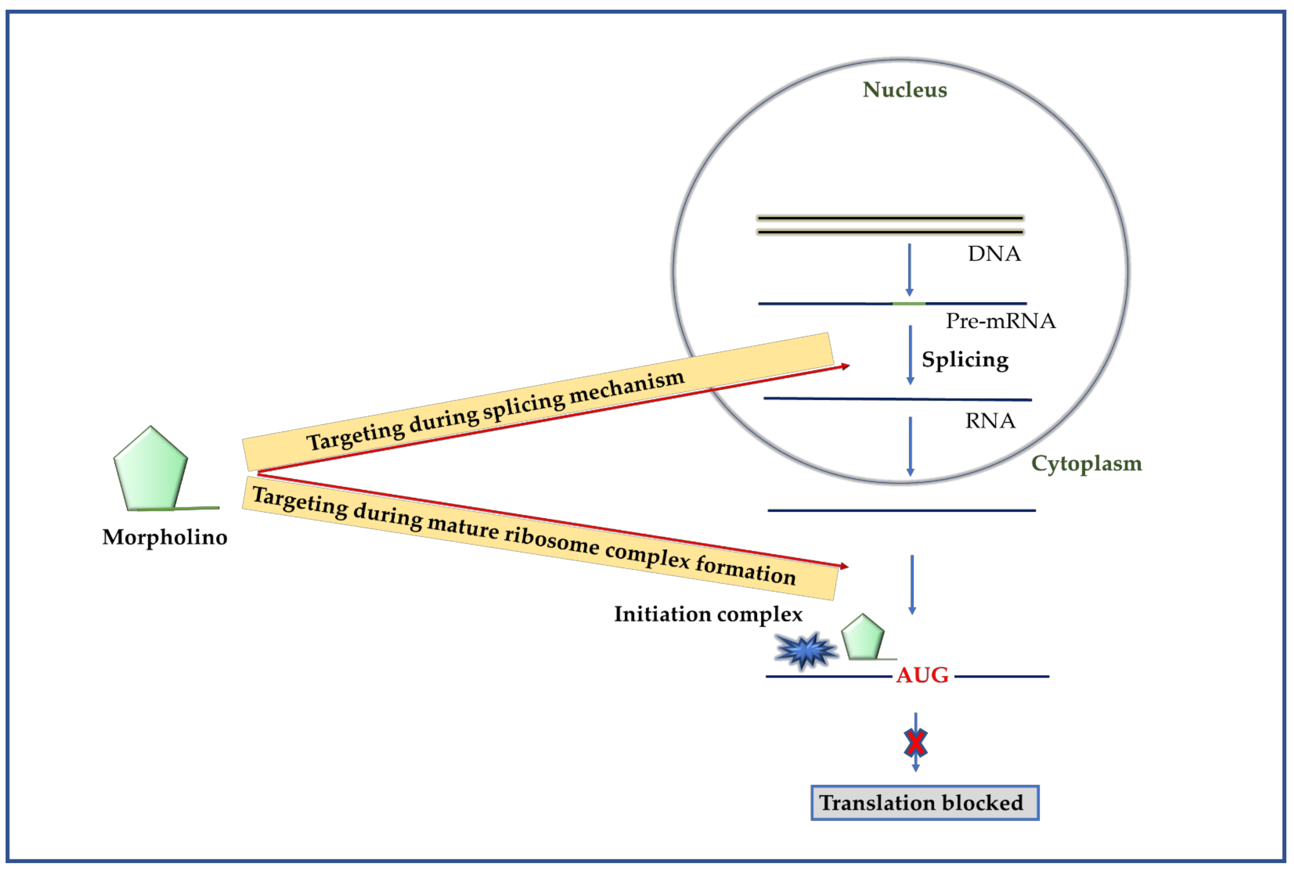 Molecules 26 00956 g006