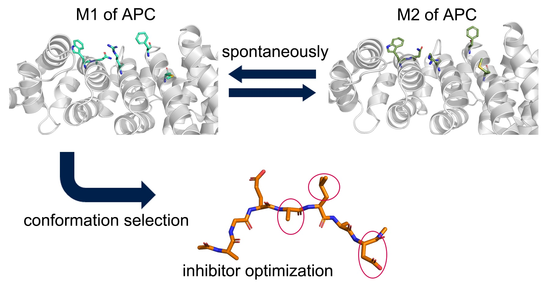 Molecules | Free Full-Text | Selection Mechanism Provides Structural Insights into Optimization of APC-Asef Inhibitors | HTML