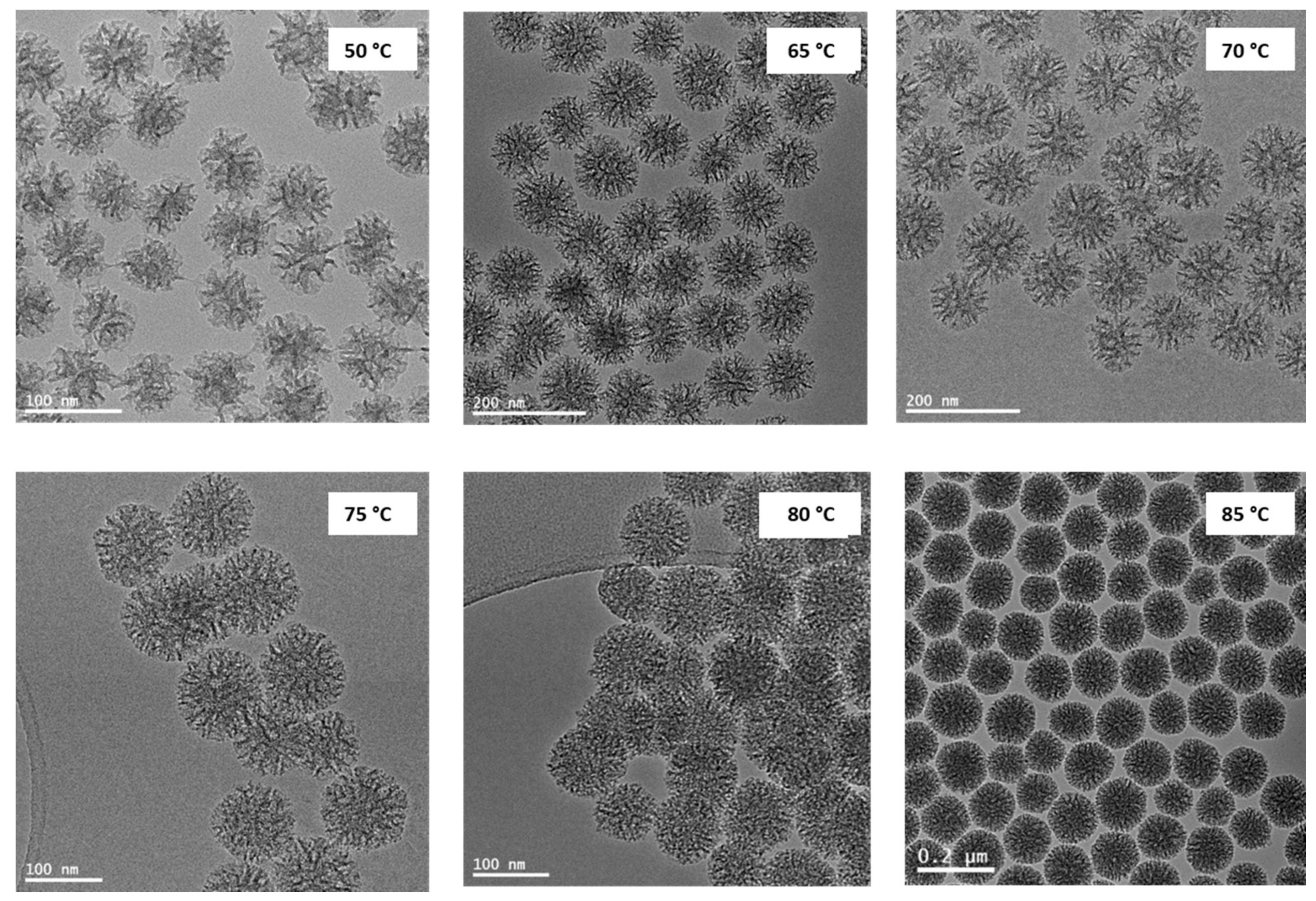Molecules 26 00971 g001 Molecules 26 00971 g001