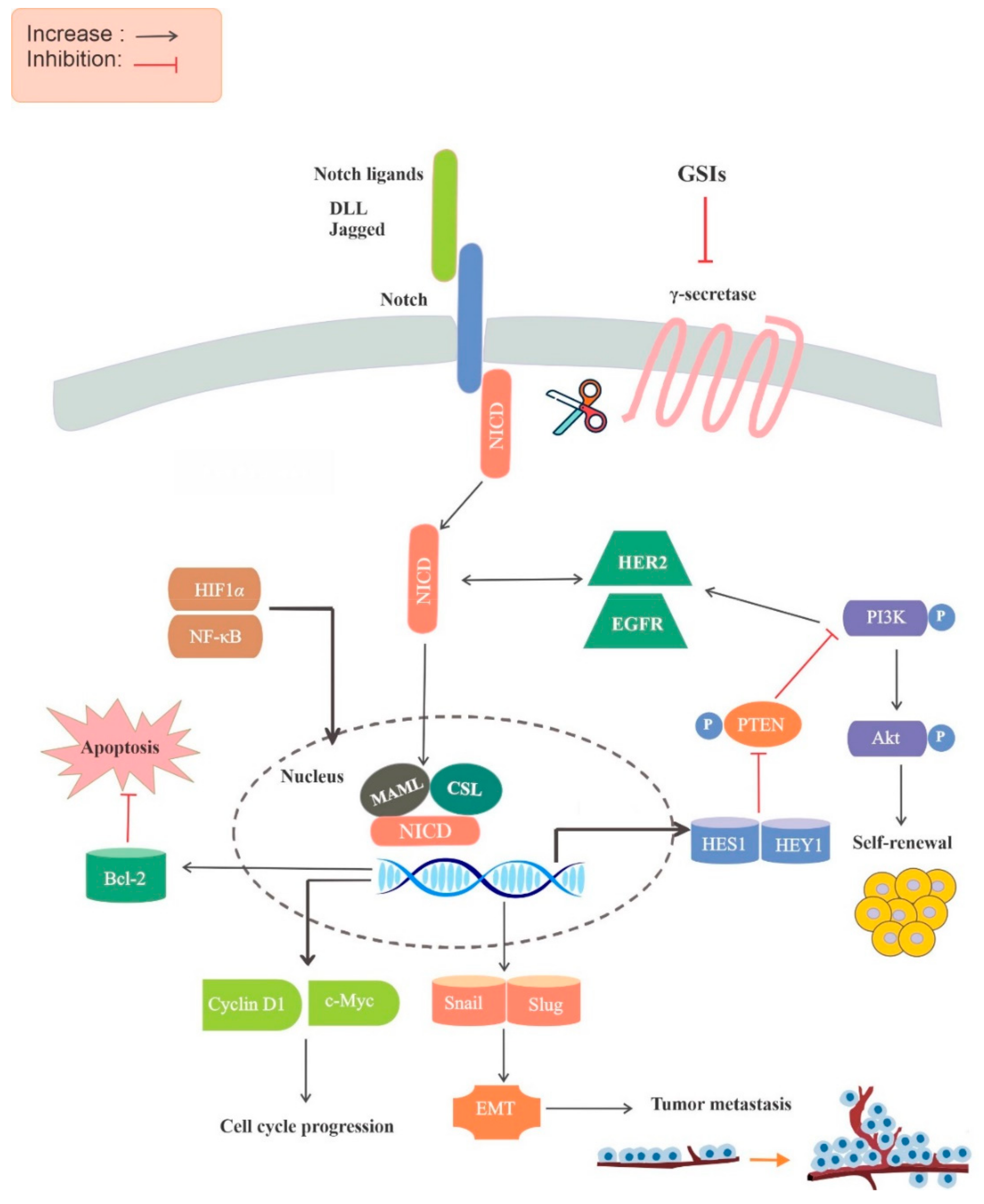 Riskeren ik heb dorst gevoeligheid Molecules | Free Full-Text | Unlocking the Secrets of Cancer Stem Cells  with γ-Secretase Inhibitors: A Novel Anticancer Strategy