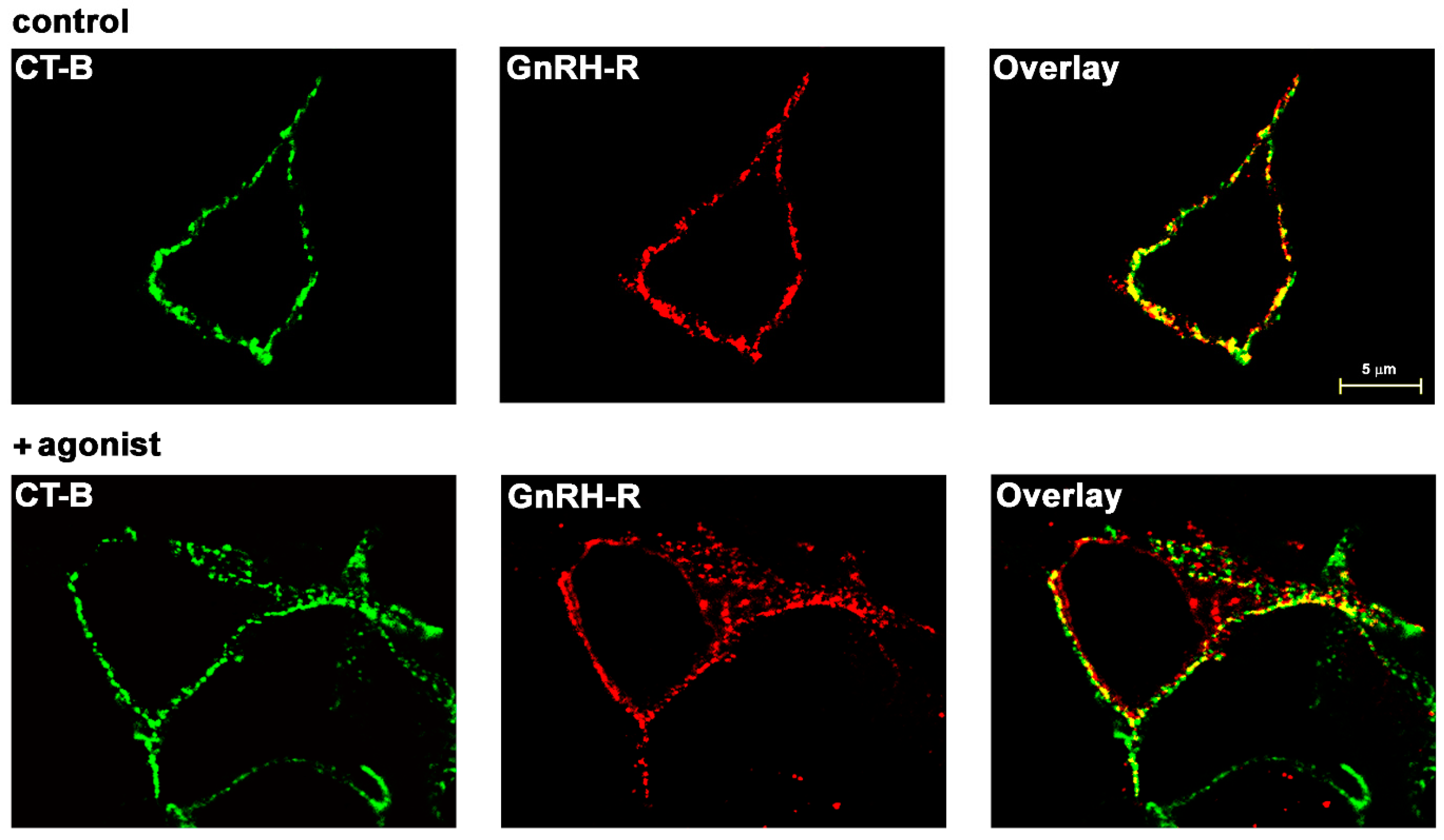 Molecules 26 00973 g001 Molecules 26 00973 g001