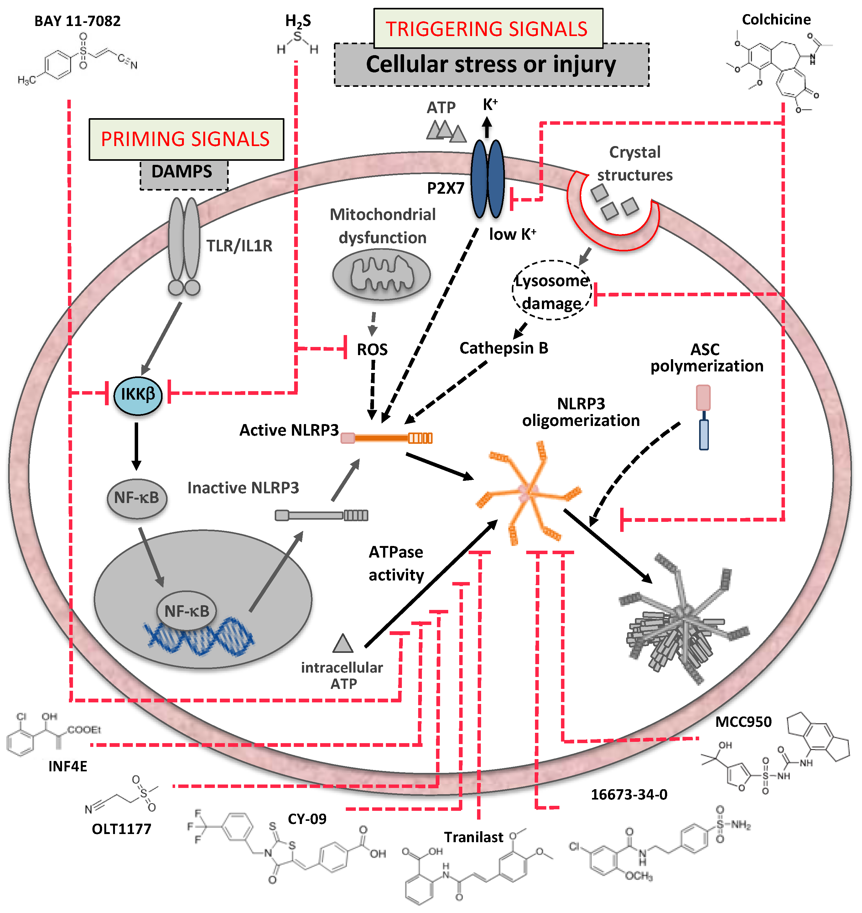 Molecules 26 00976 g003