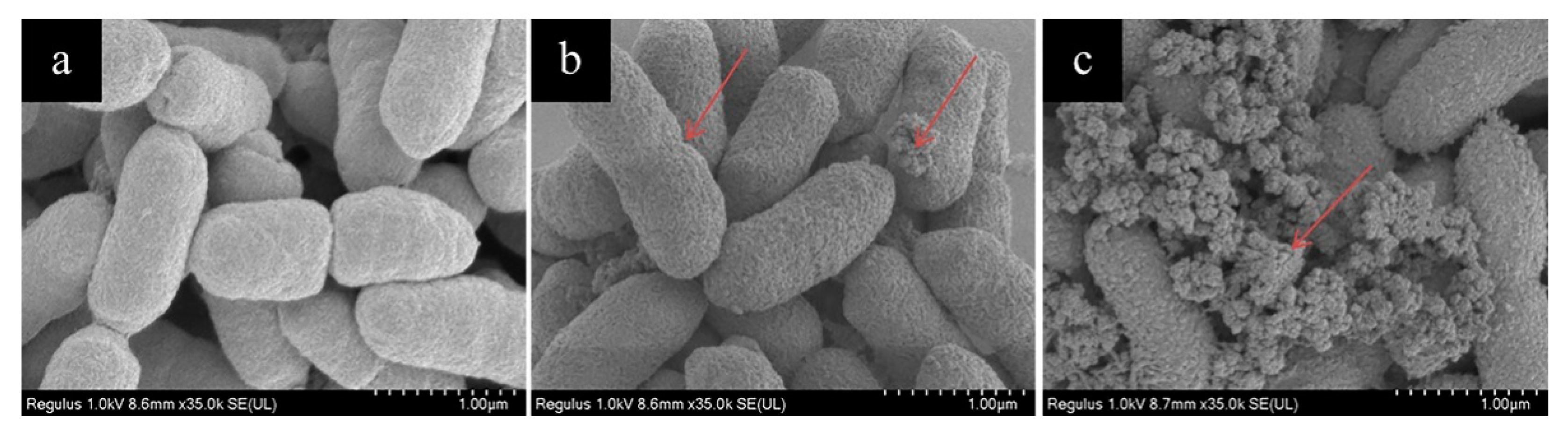 Molecules 26 01012 g002 Molecules 26 01012 g002