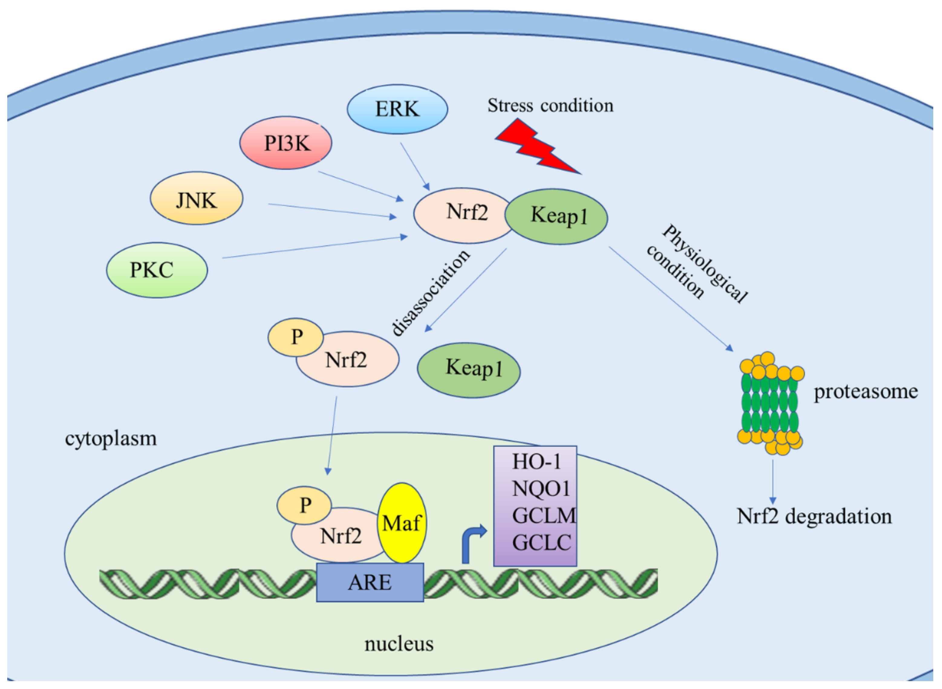Molecules 26 01016 g001 Molecules 26 01016 g001