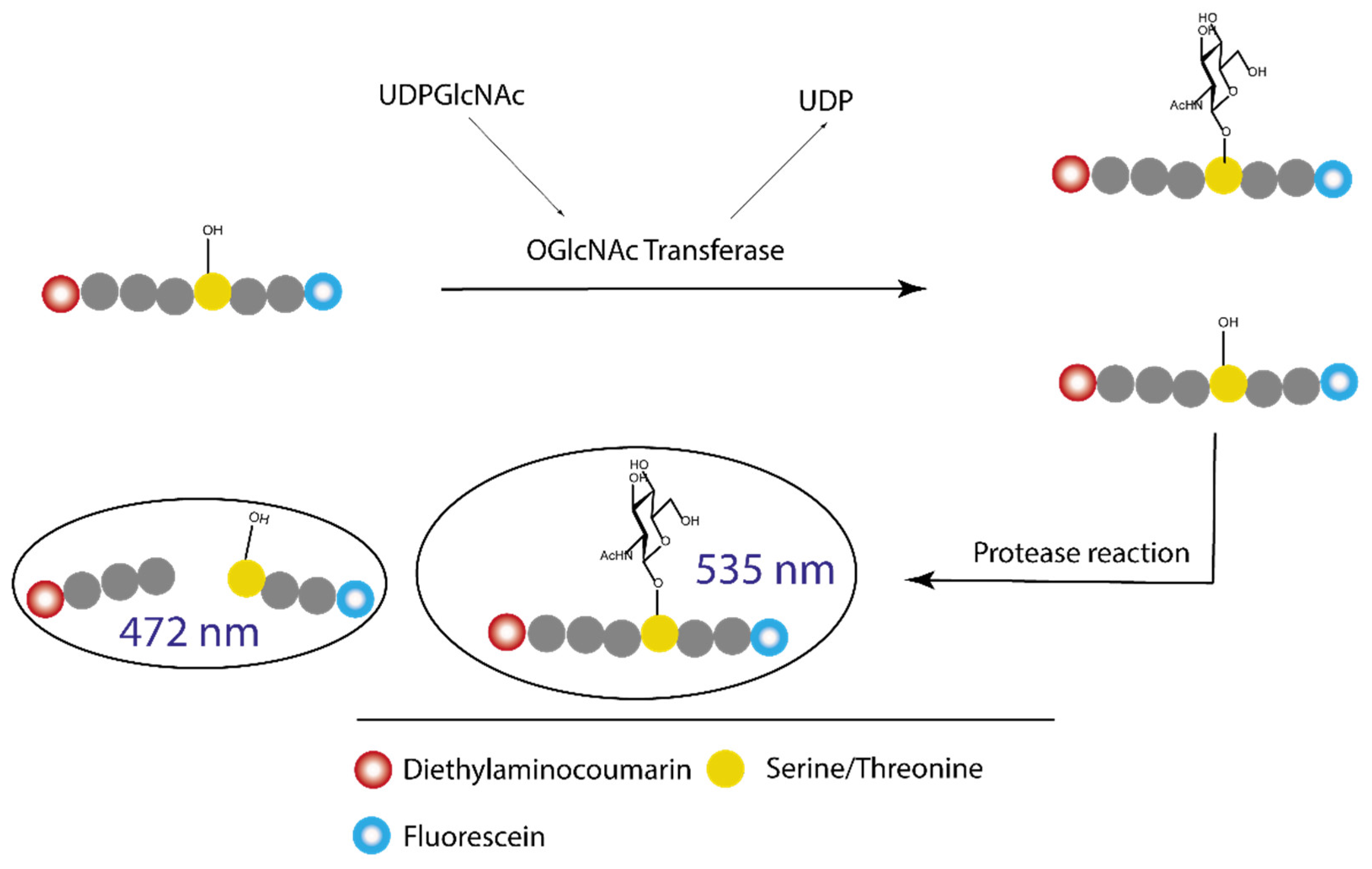 Molecules 26 01037 g007 Molecules 26 01037 g007