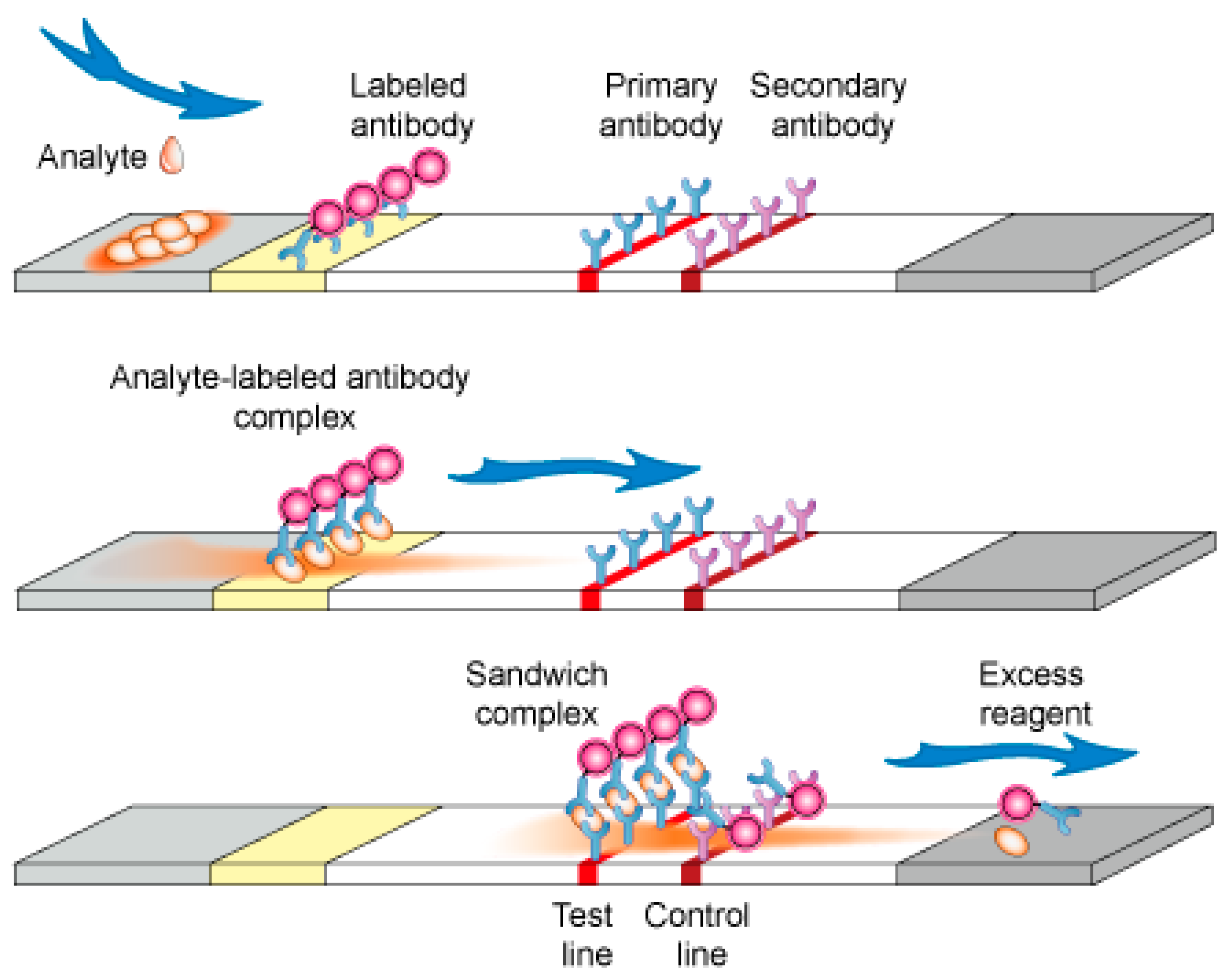 lateral flow assay principle Lane Kessler