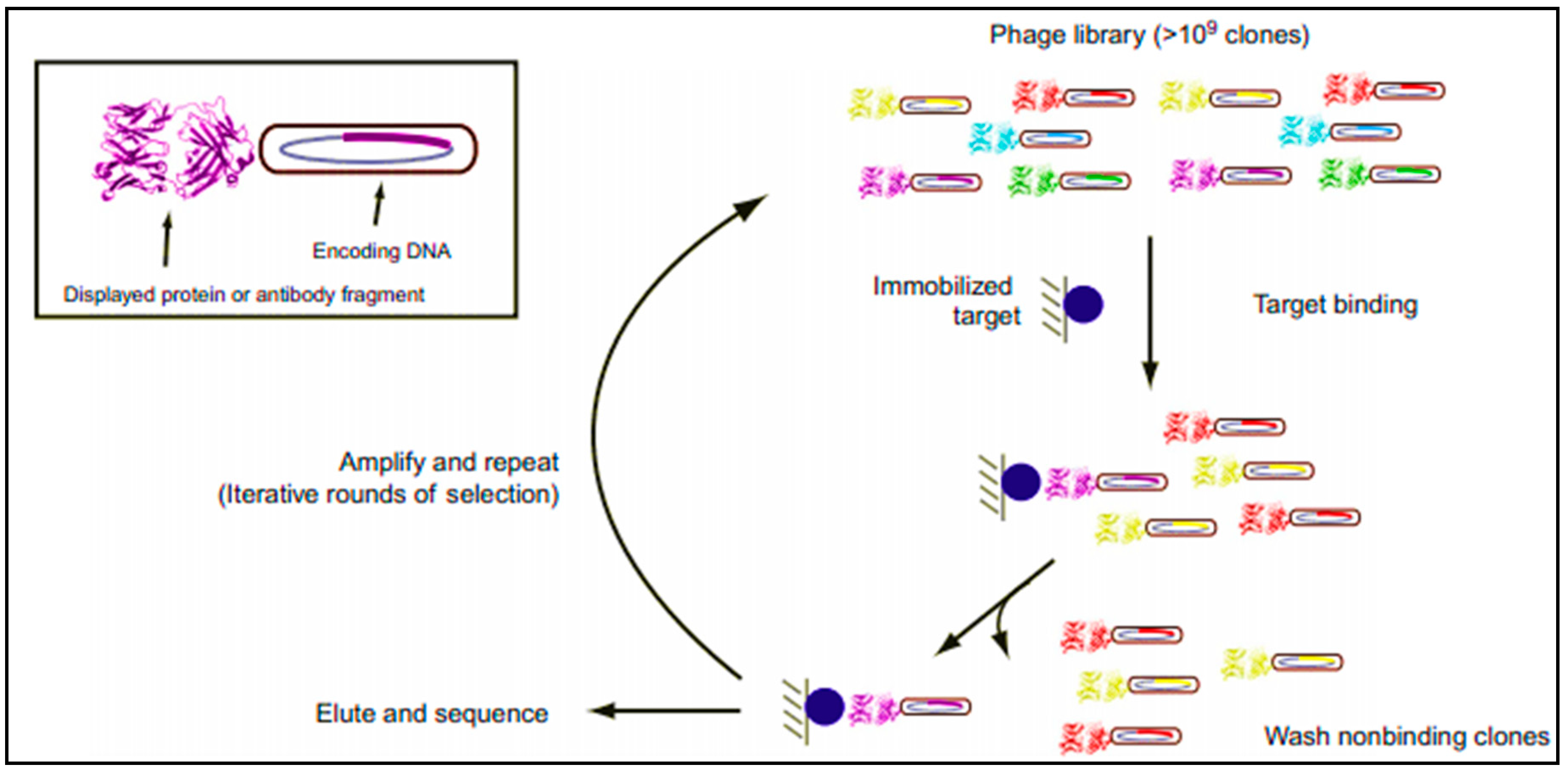 Molecules 26 01058 sch001 Molecules 26 01058 sch001