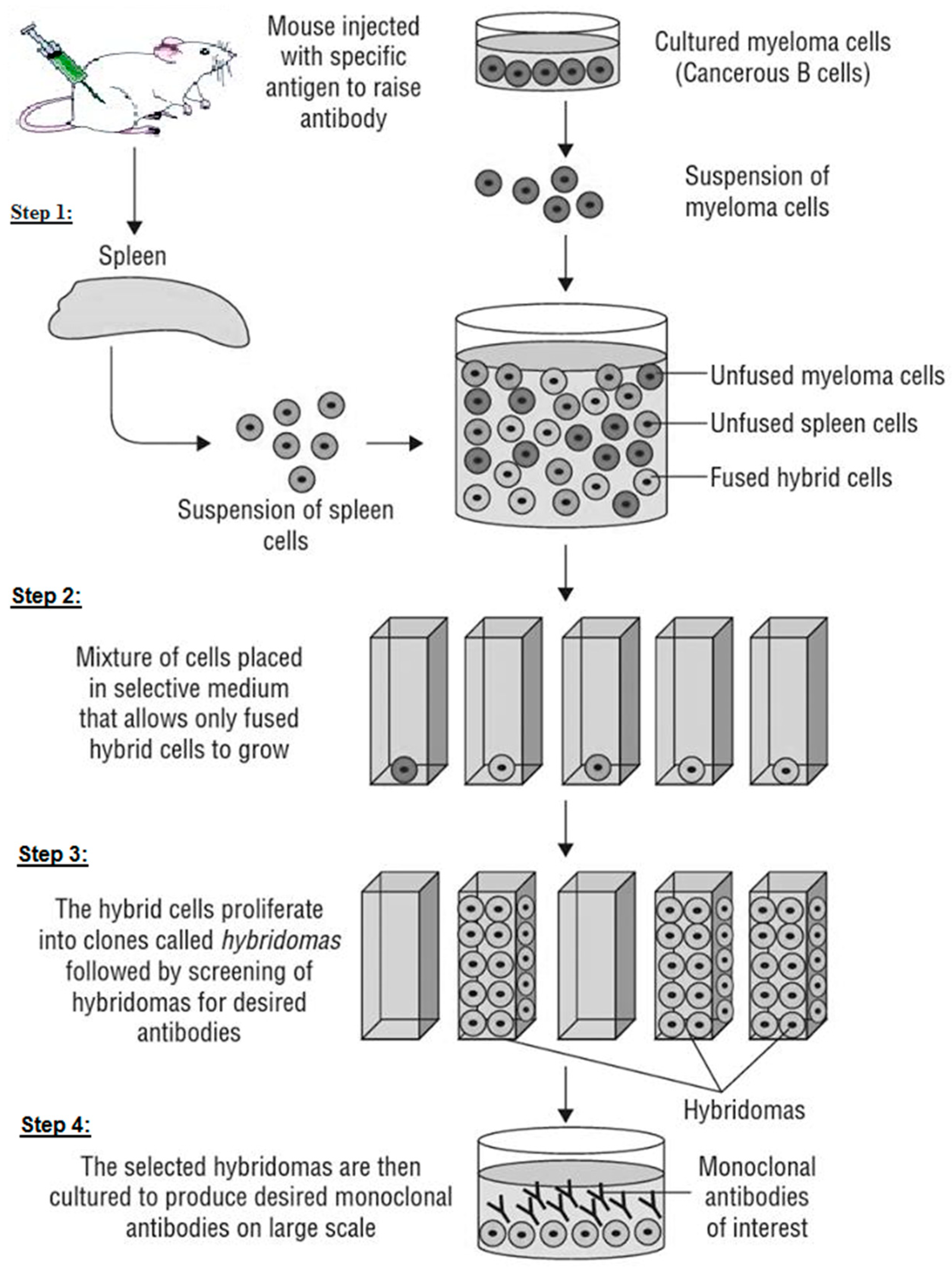 Molecules 26 01058 sch002 Molecules 26 01058 sch002