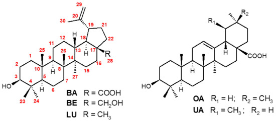 Molecules Free Full Text Chemical Strategies Towards The Synthesis Of Betulinic Acid And Its More Potent Antiprotozoal Analogues Html