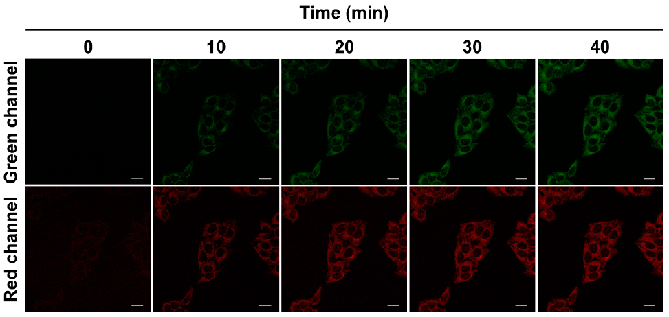 Molecules 26 01088 g005 Molecules 26 01088 g005
