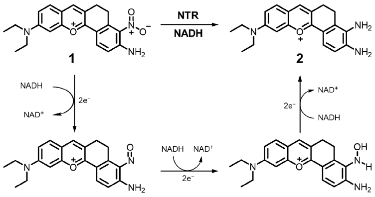 Molecules 26 01088 sch003 Molecules 26 01088 sch003