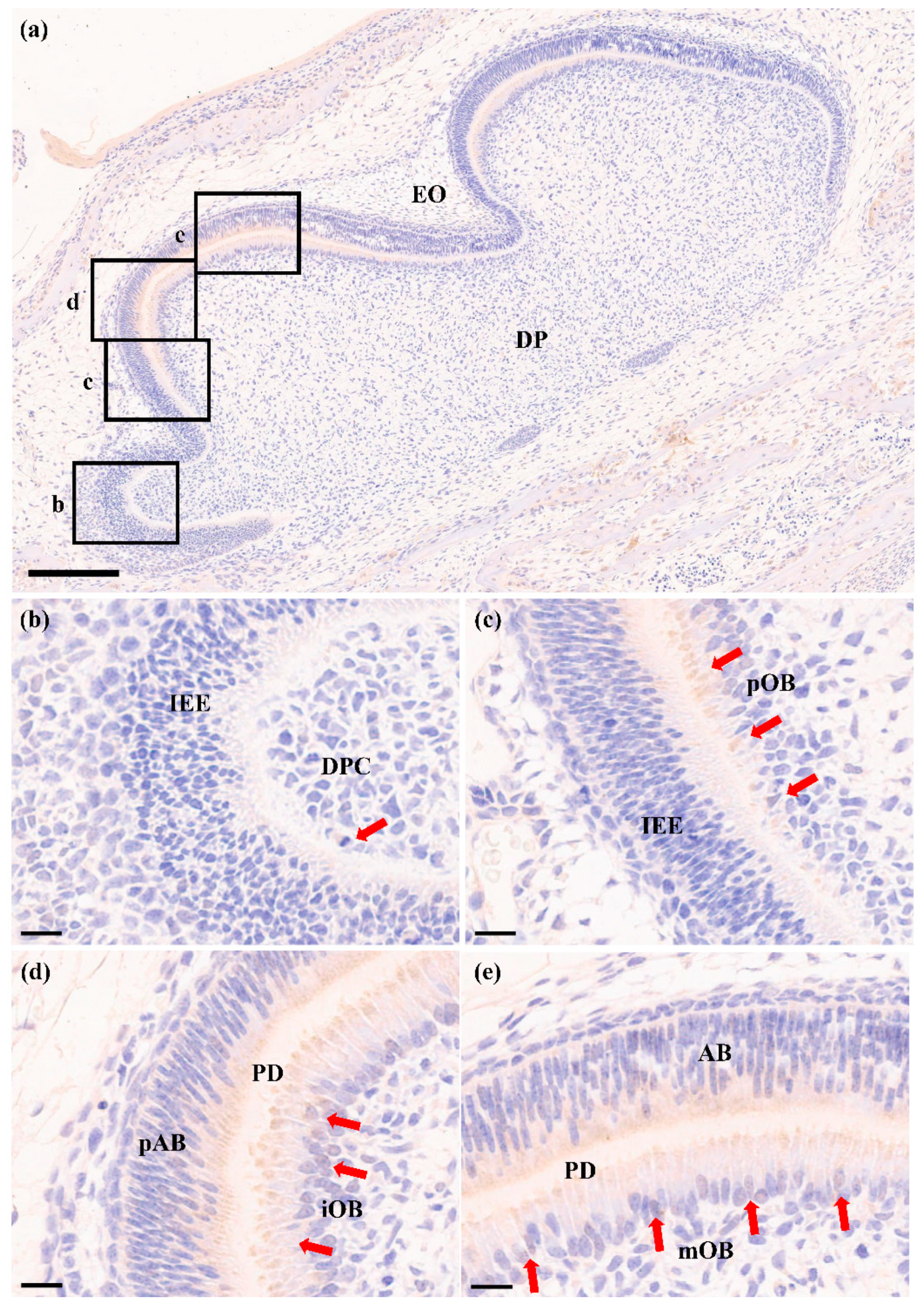 Molecules 26 01098 g003 Molecules 26 01098 g003