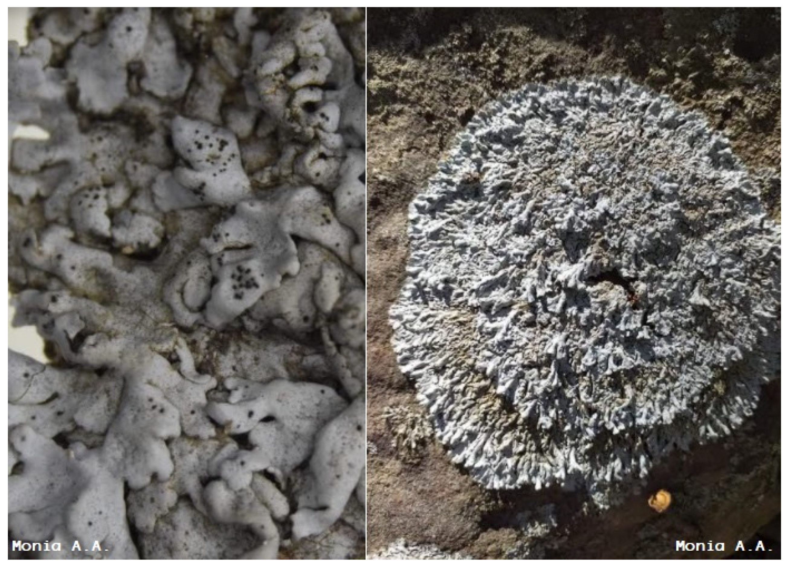 Molecules 26 01121 g001 Molecules 26 01121 g001