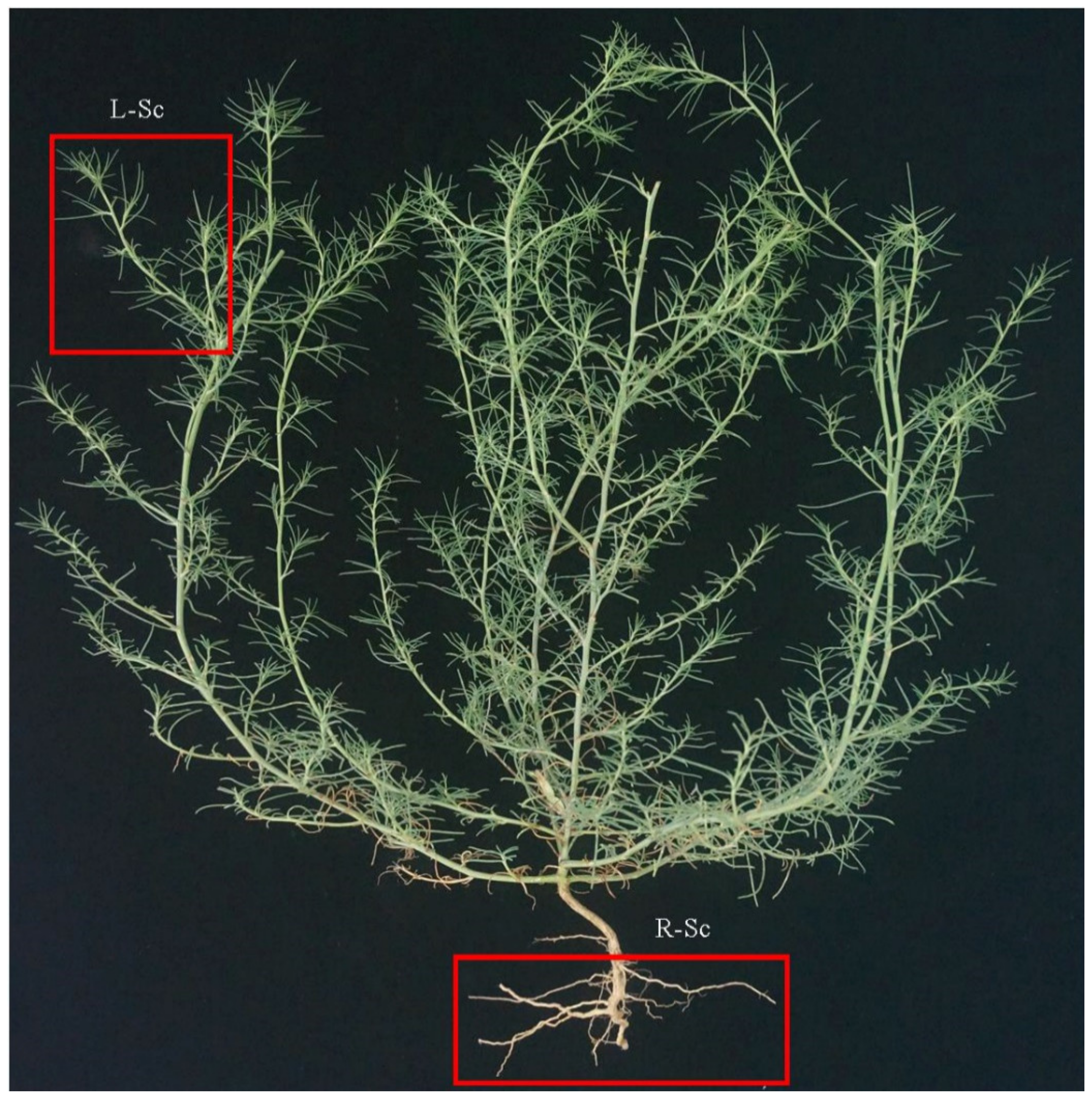Molecules 26 01126 g001
