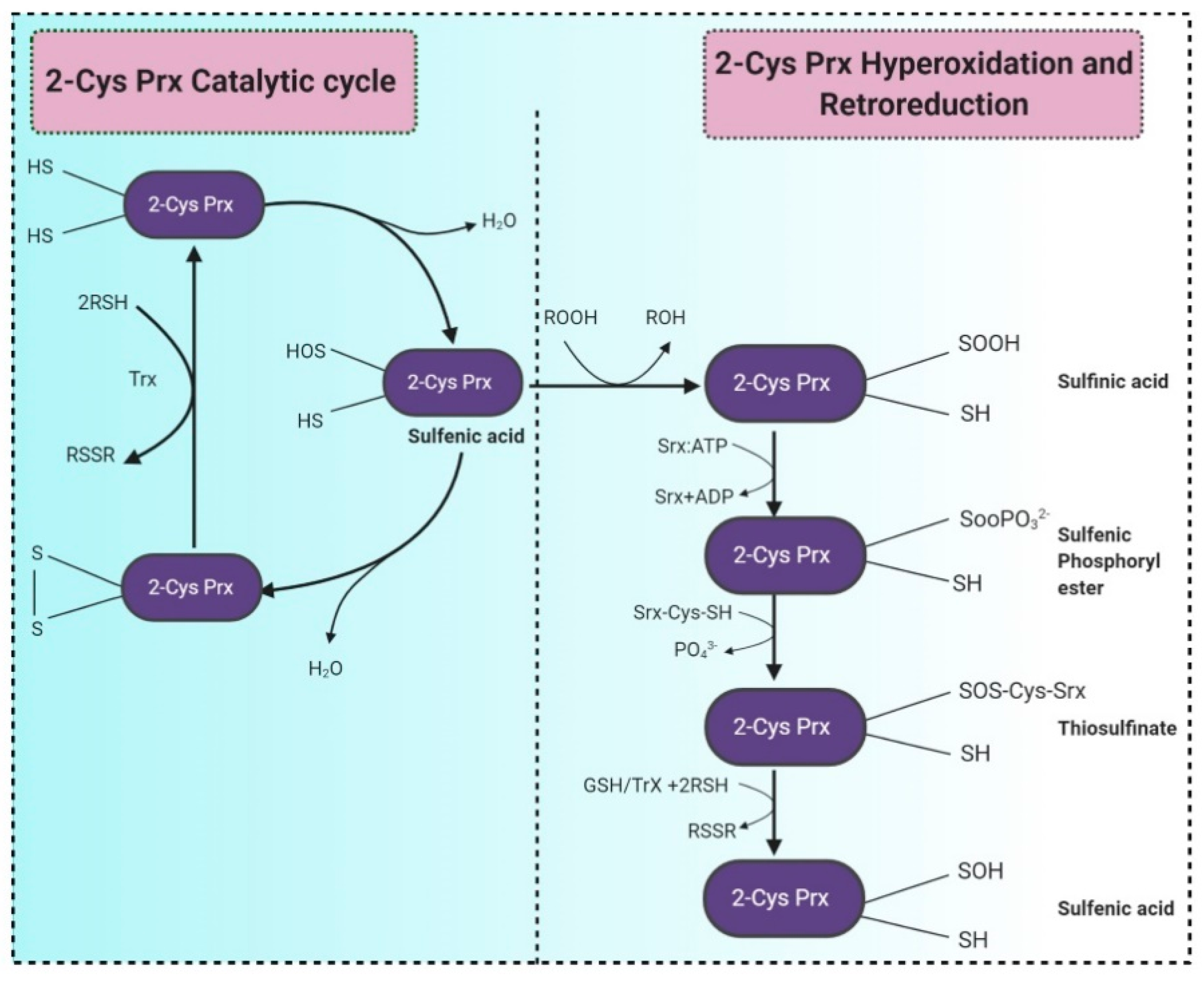 Molecules 26 01142 g004