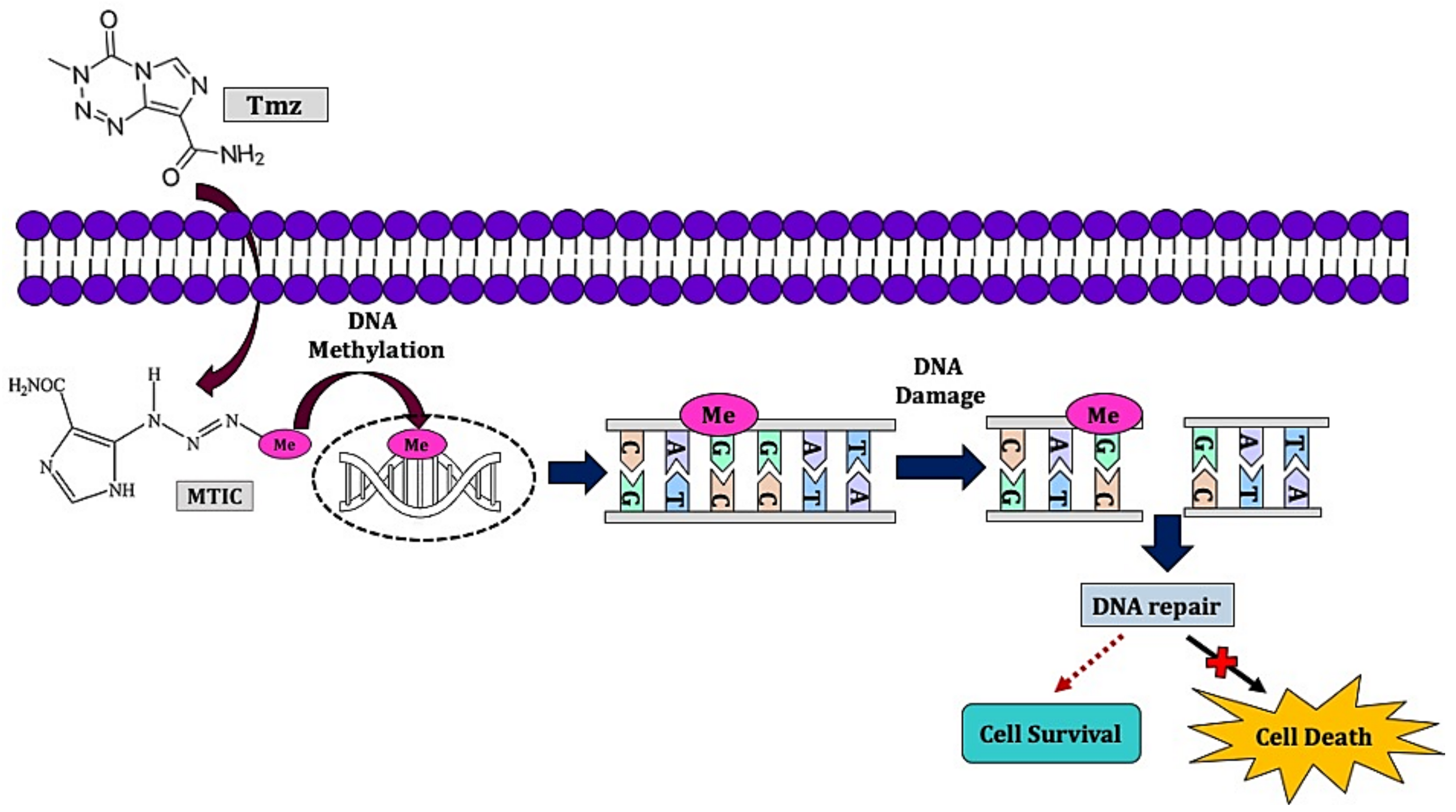 Molecules 26 01169 g001 Molecules 26 01169 g001