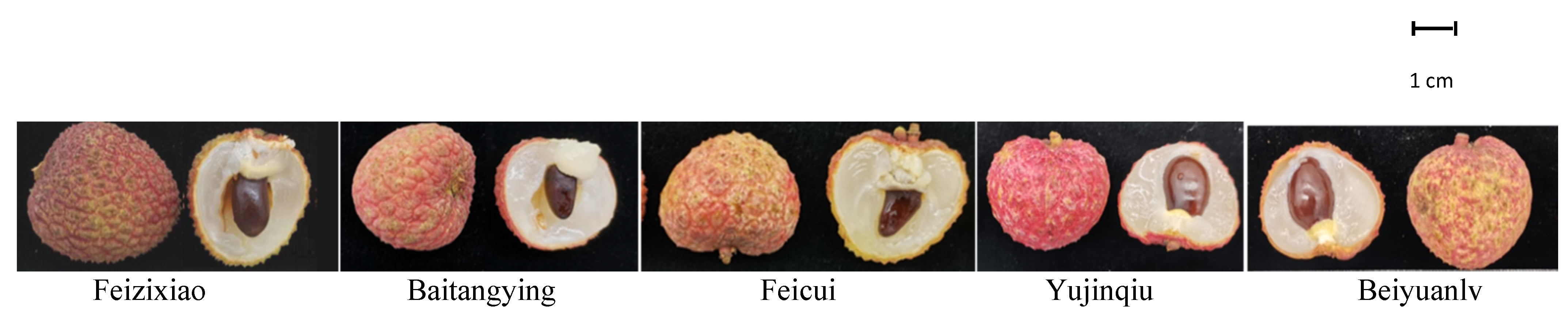 Molecules 26 01181 g007