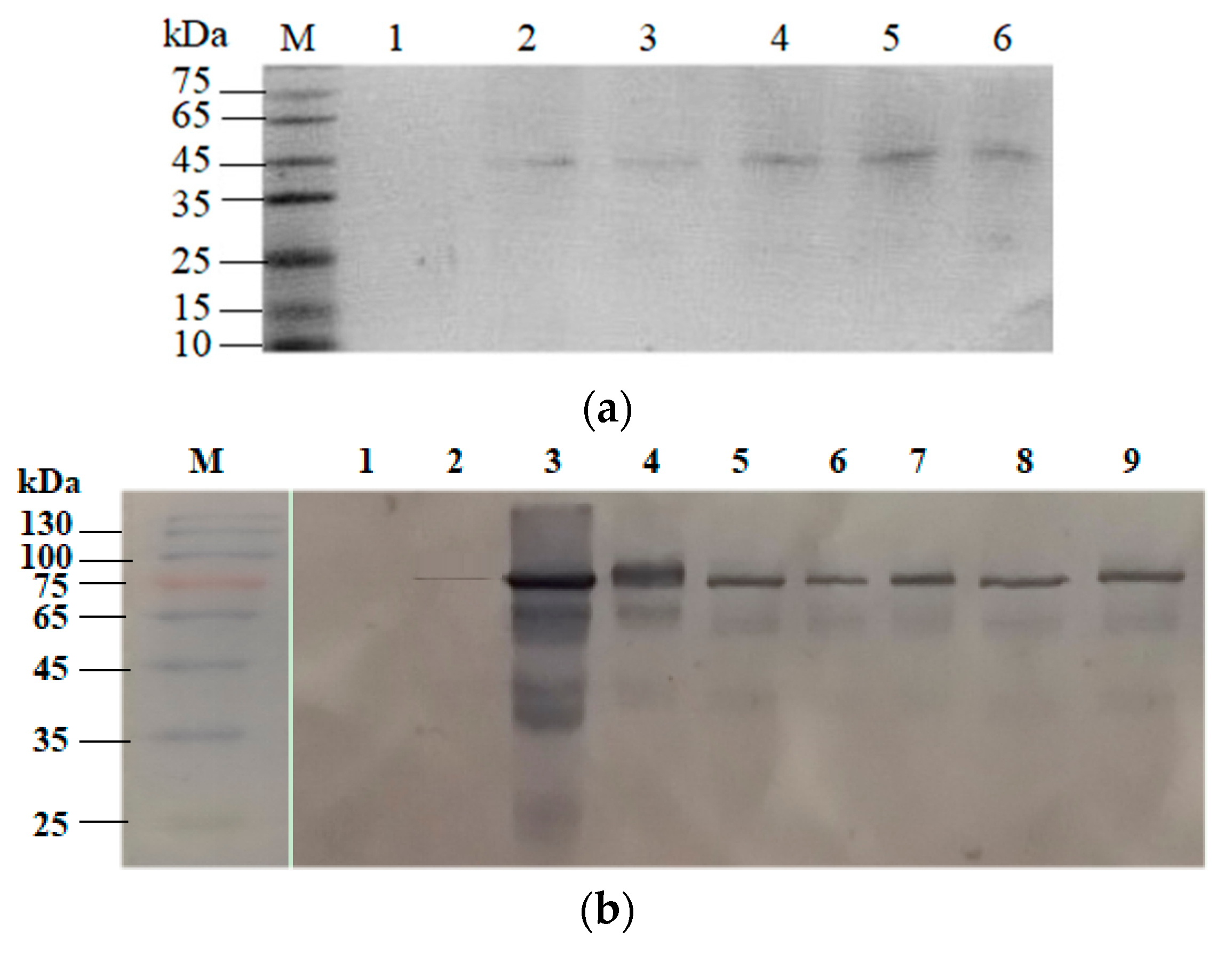 Molecules 26 01186 g003