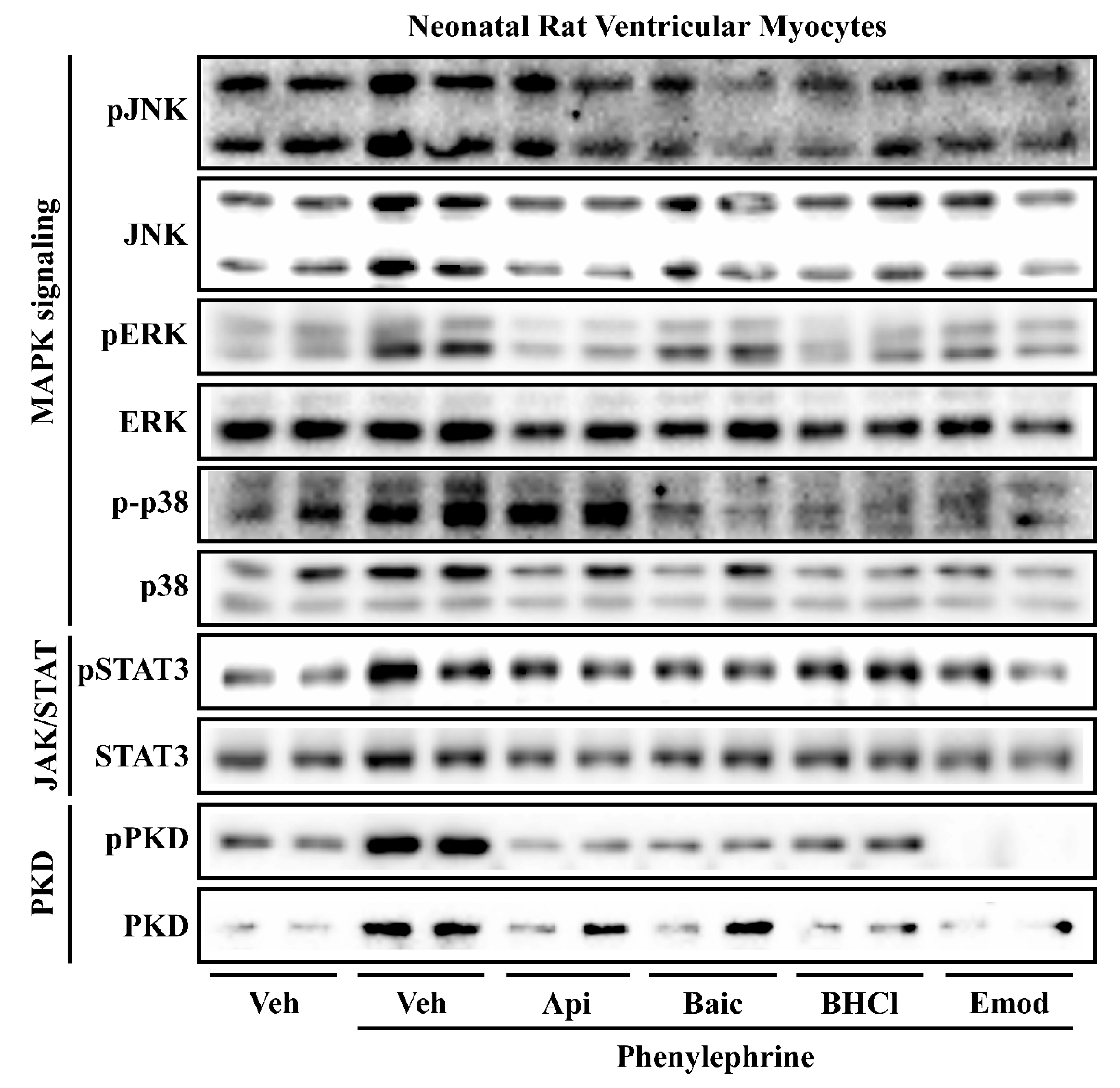 Molecules 26 01210 g006 Molecules 26 01210 g006